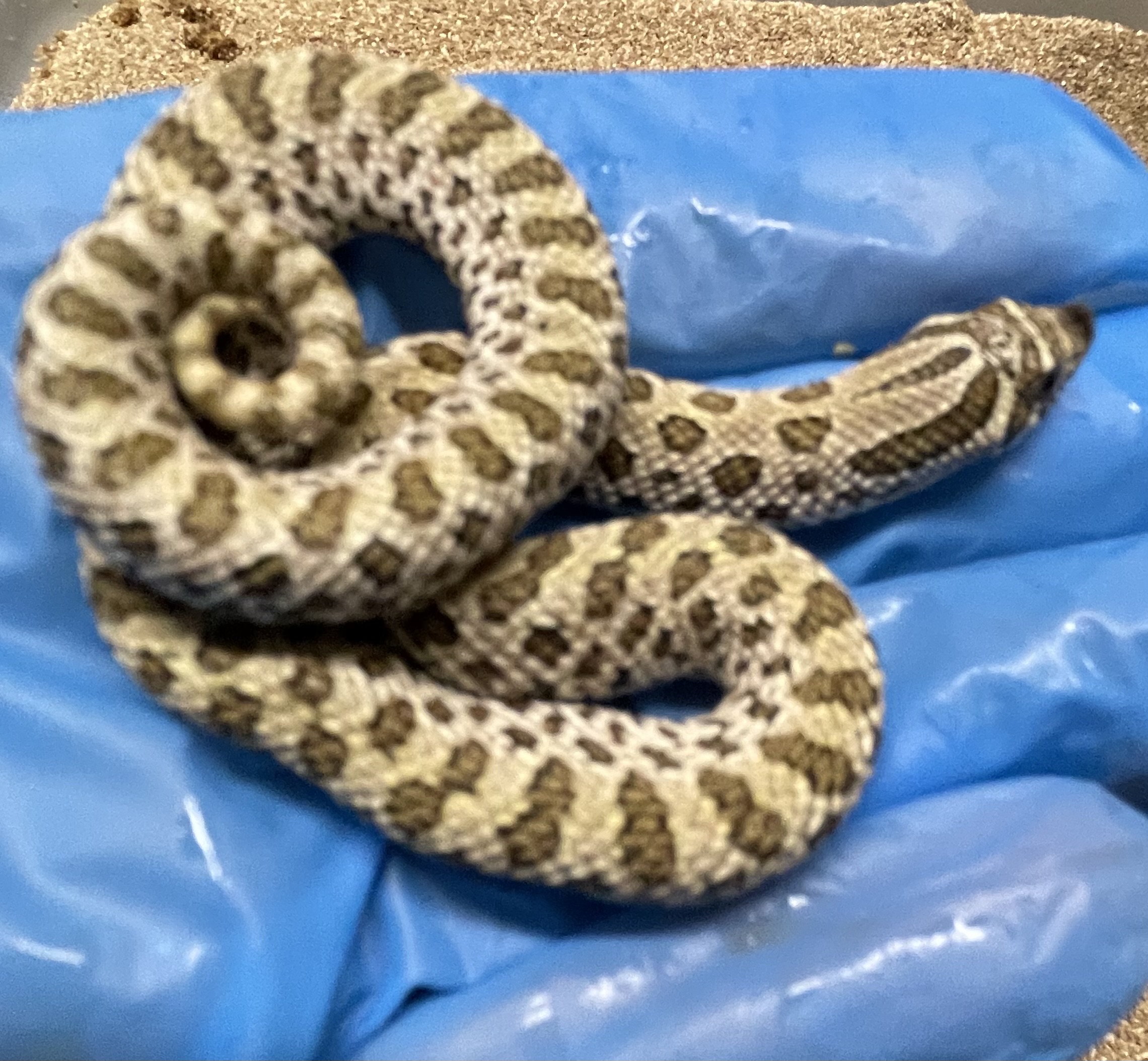 ♀️ Arctic 66% Het Albino