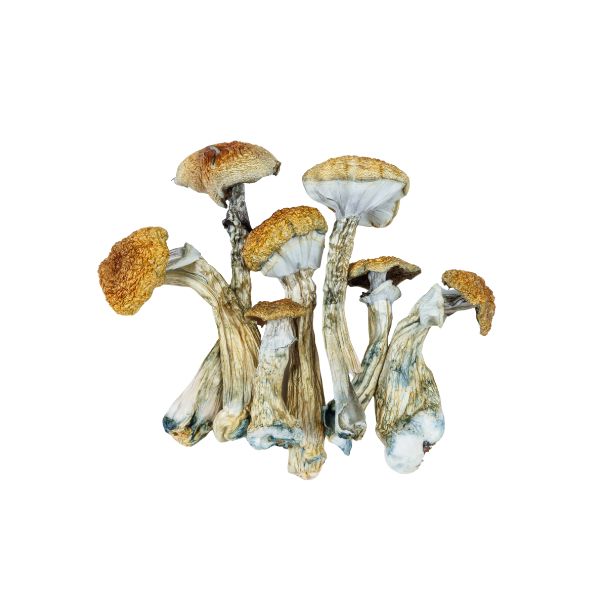 Hongos psilocibe cubensis deshidratados envio gratis