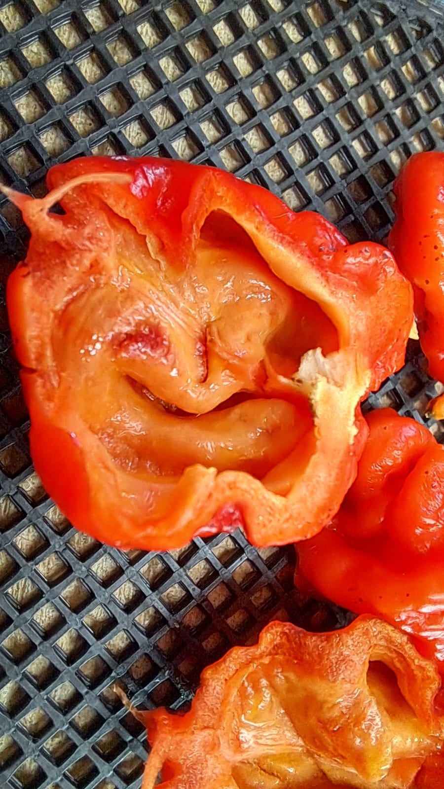 Semillas Carolina Reaper