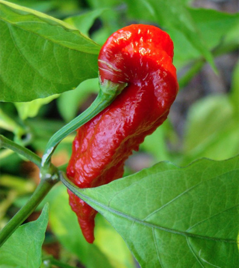 Bhut Jolokia Red