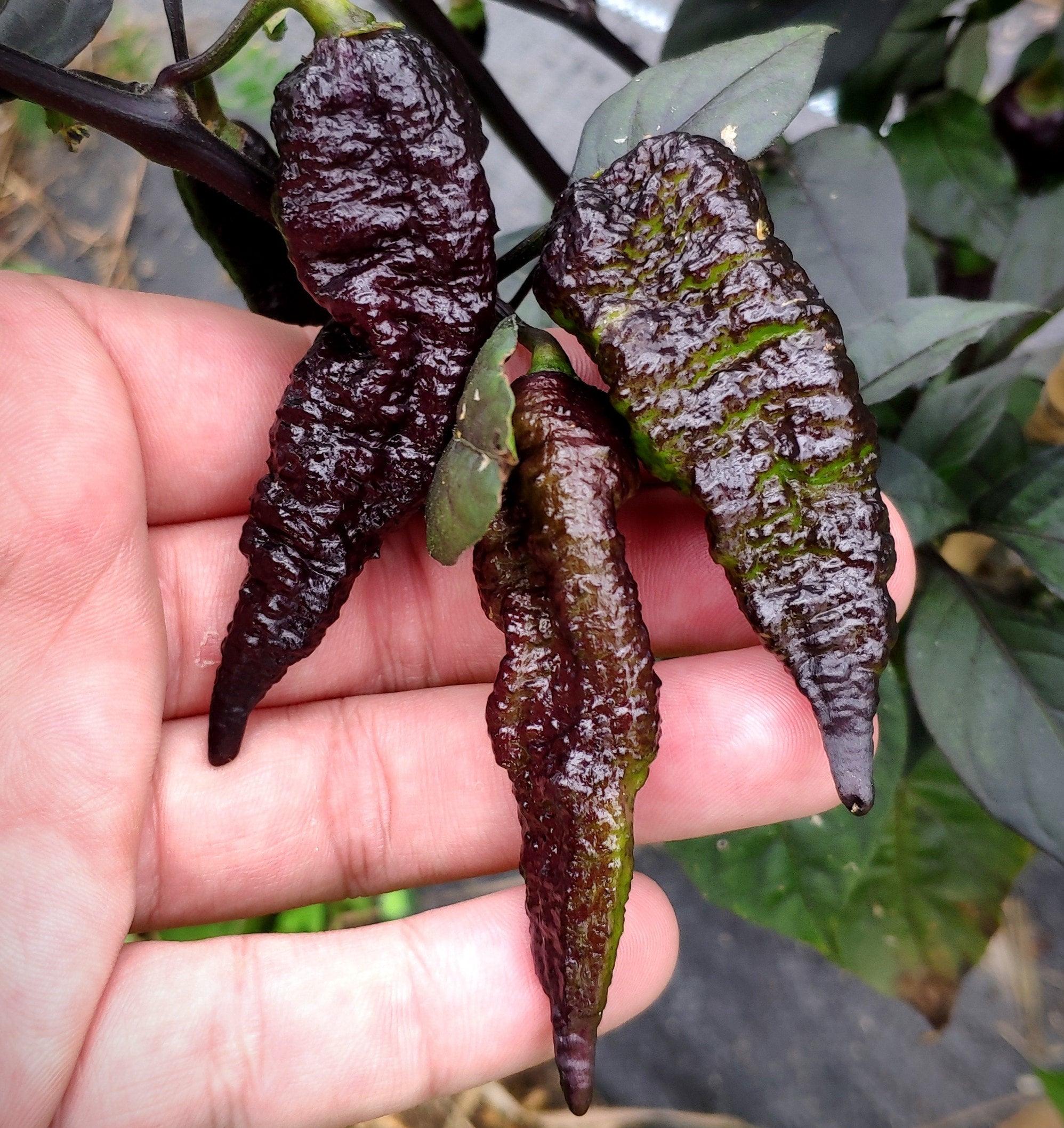 RedGum NagaBrains TigerMAMP