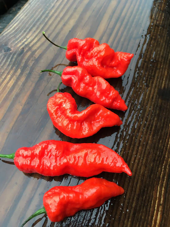 Bhut Jolokia Indian Carbon