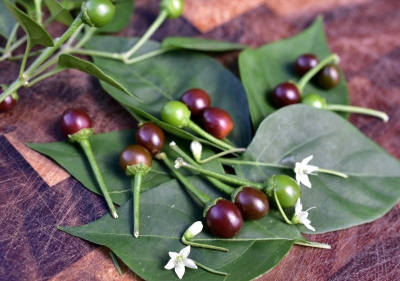 Chile Chiltepín Cappuccino