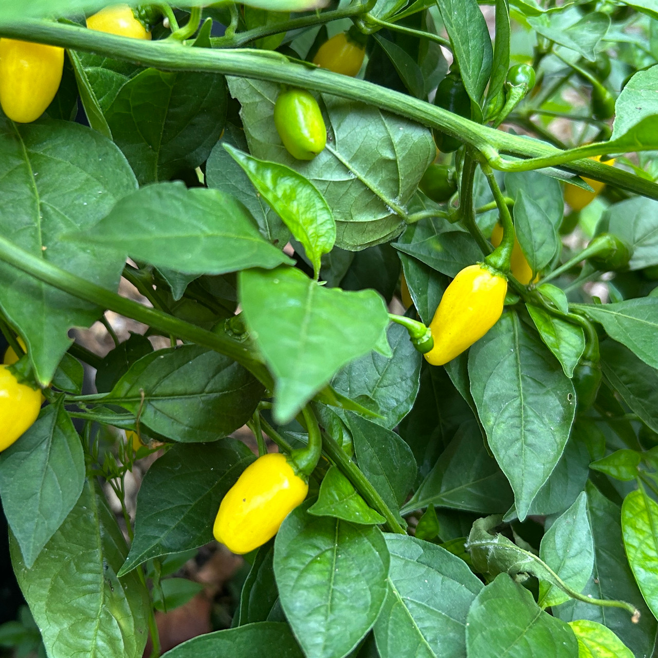 KS Pumpkin Habanero Lemon