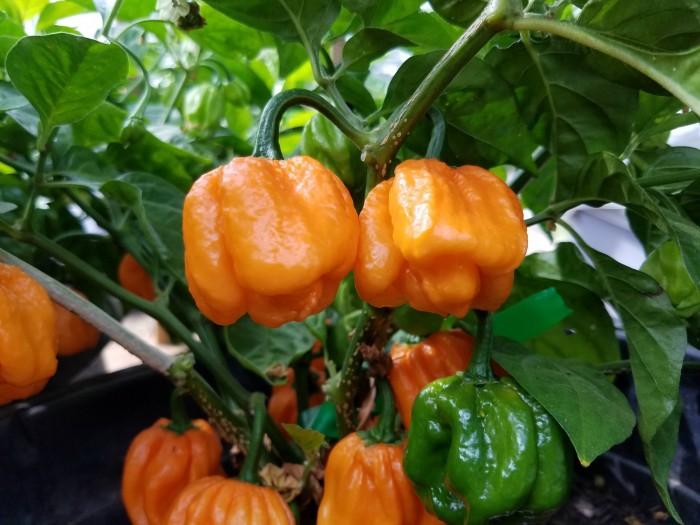 Freeport Scotch Bonnet Orange