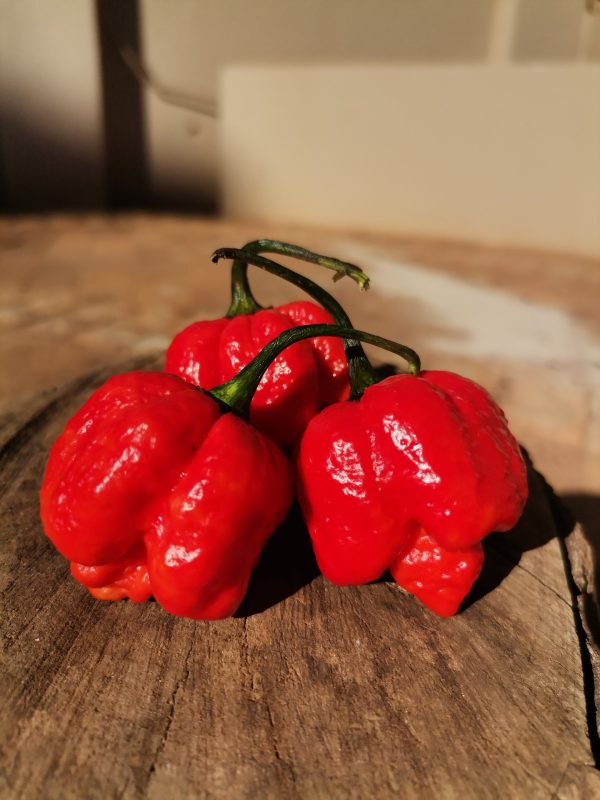 Trinidad Scorpion Moruga Red