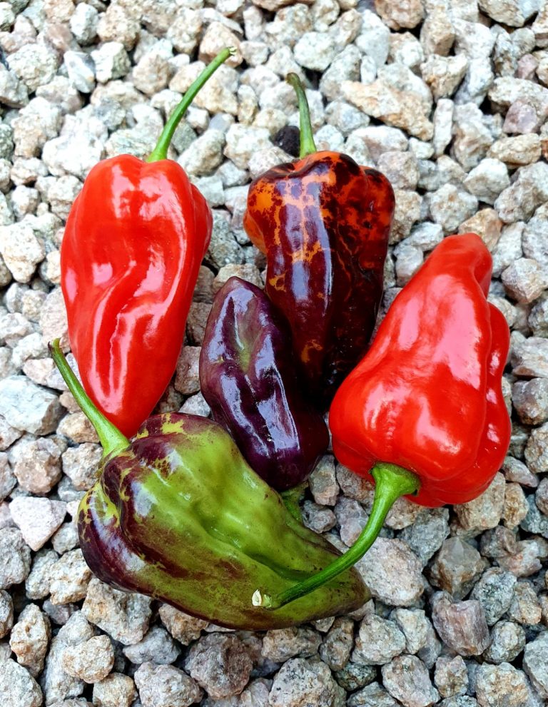 Bhut Jolokia Purple Red