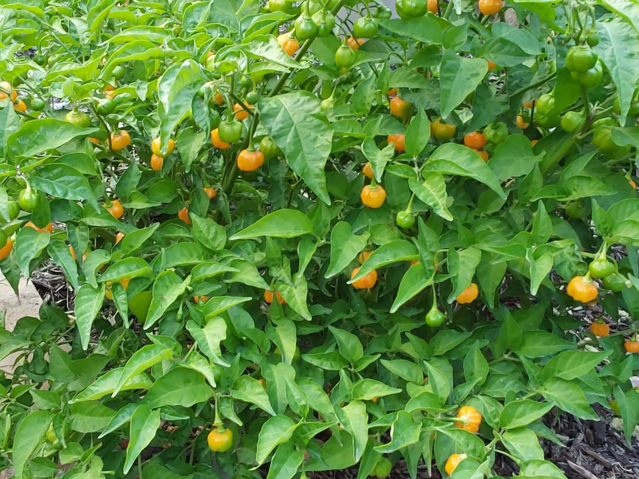 KS Pumpkin Habanero Peach