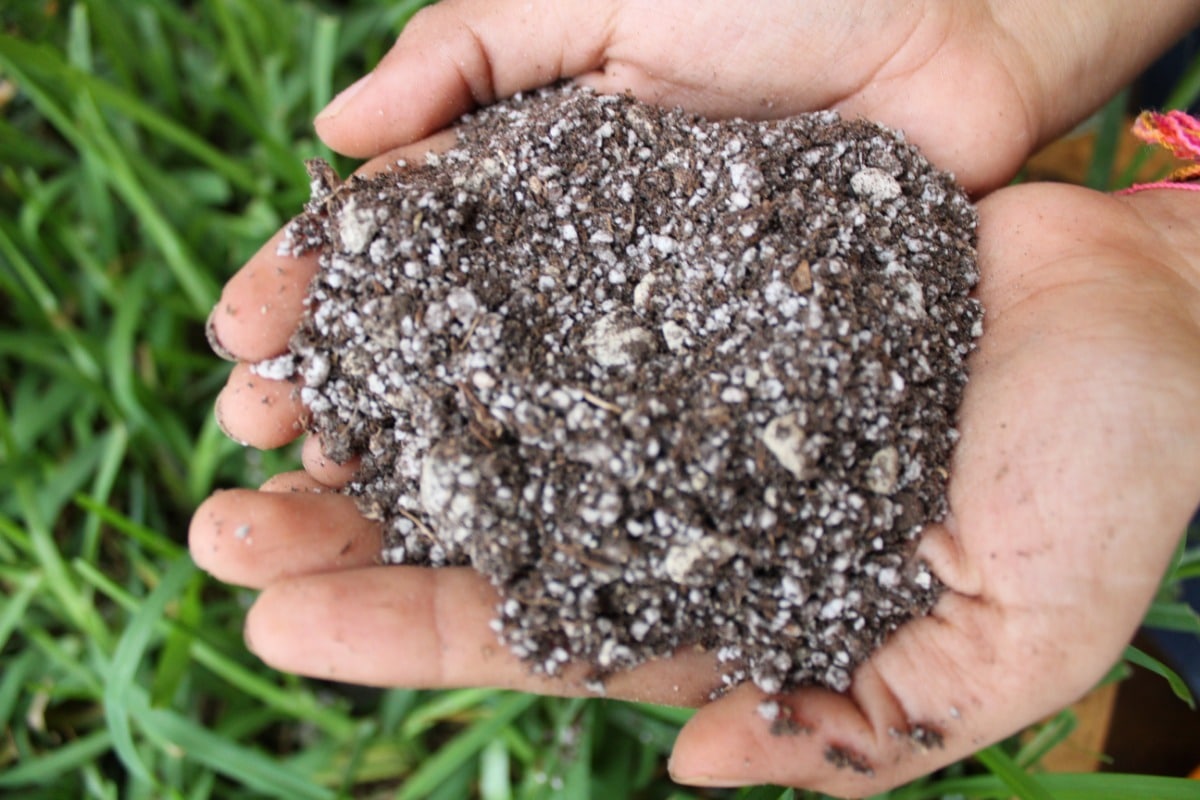 Sustrato para cactus