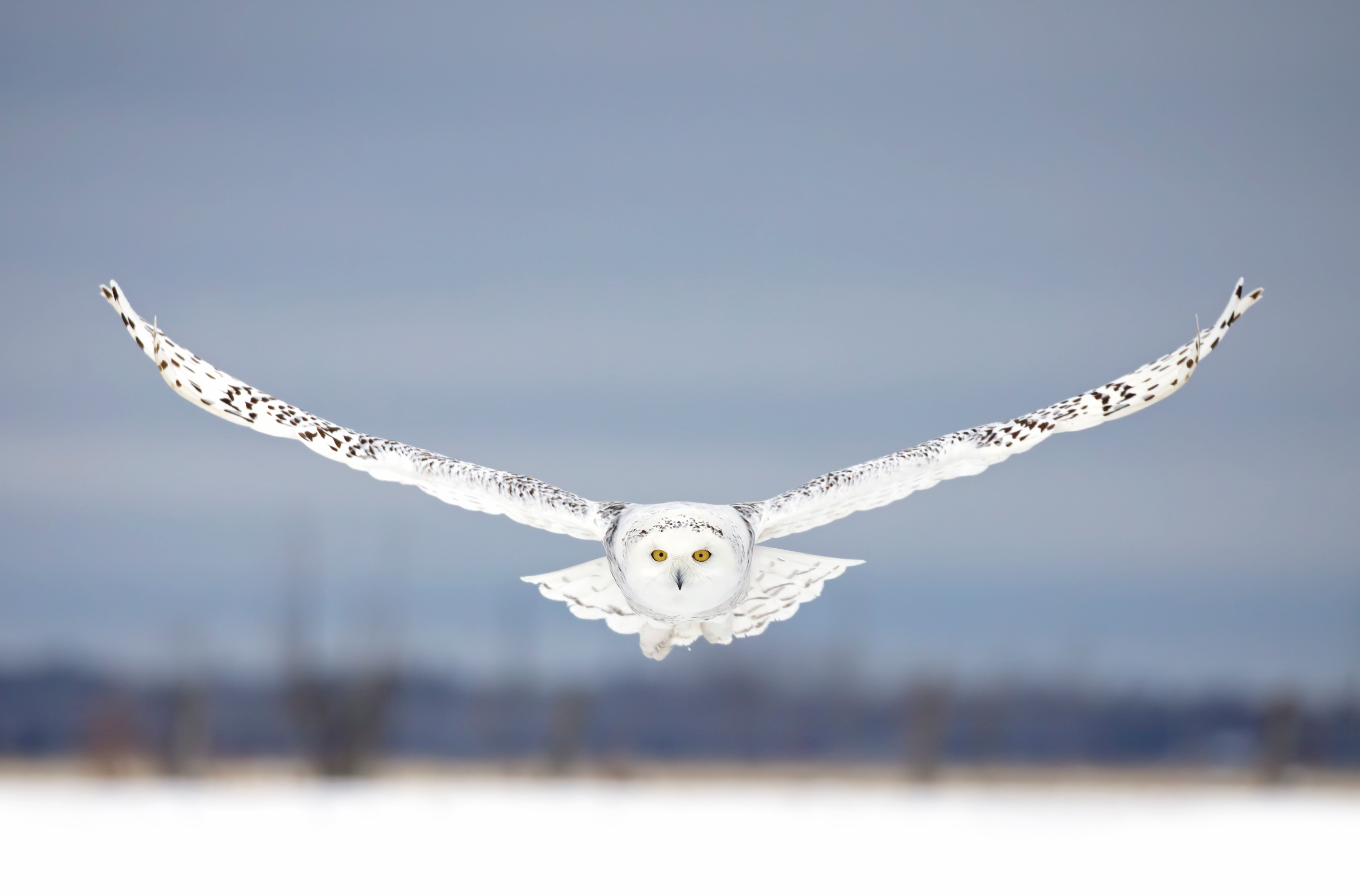 B183 Snowy Owl