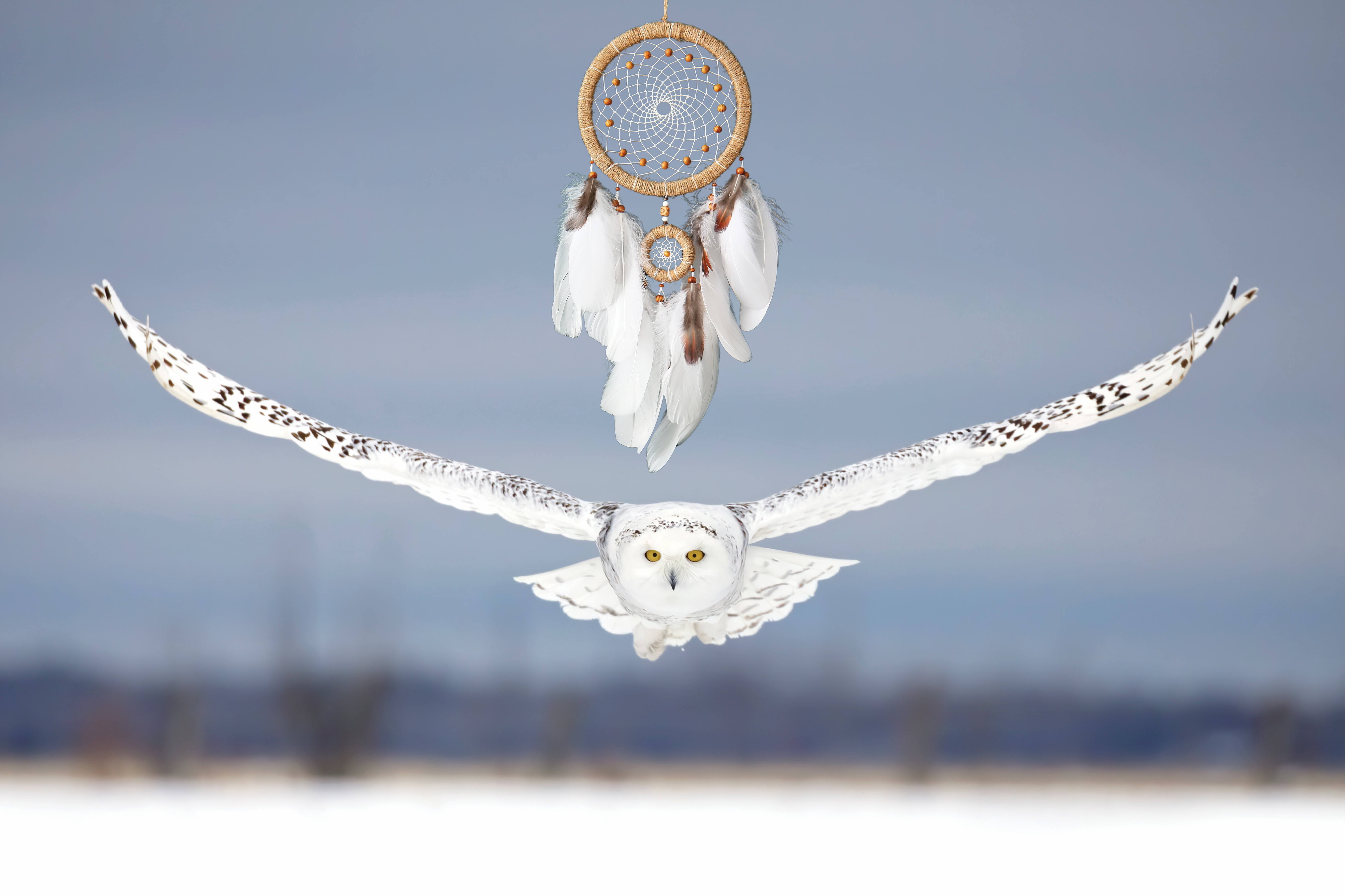C101 White Owl and Dreamcatcher