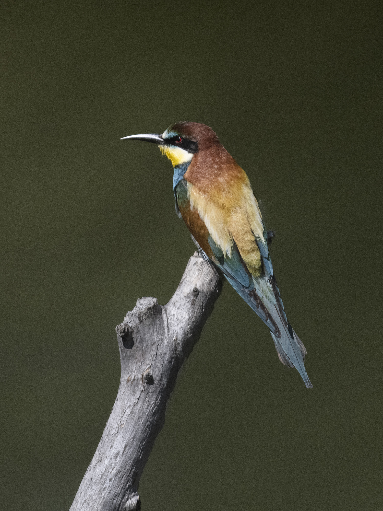 FOTOKURS BIENENFRESSER FOTOGRAFIEREN