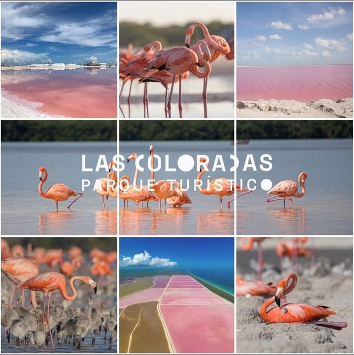 COLORADAS Y RIO LAGARTOS.