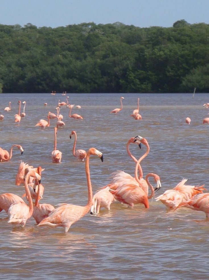 Tour Playa Celestún Con Lancha