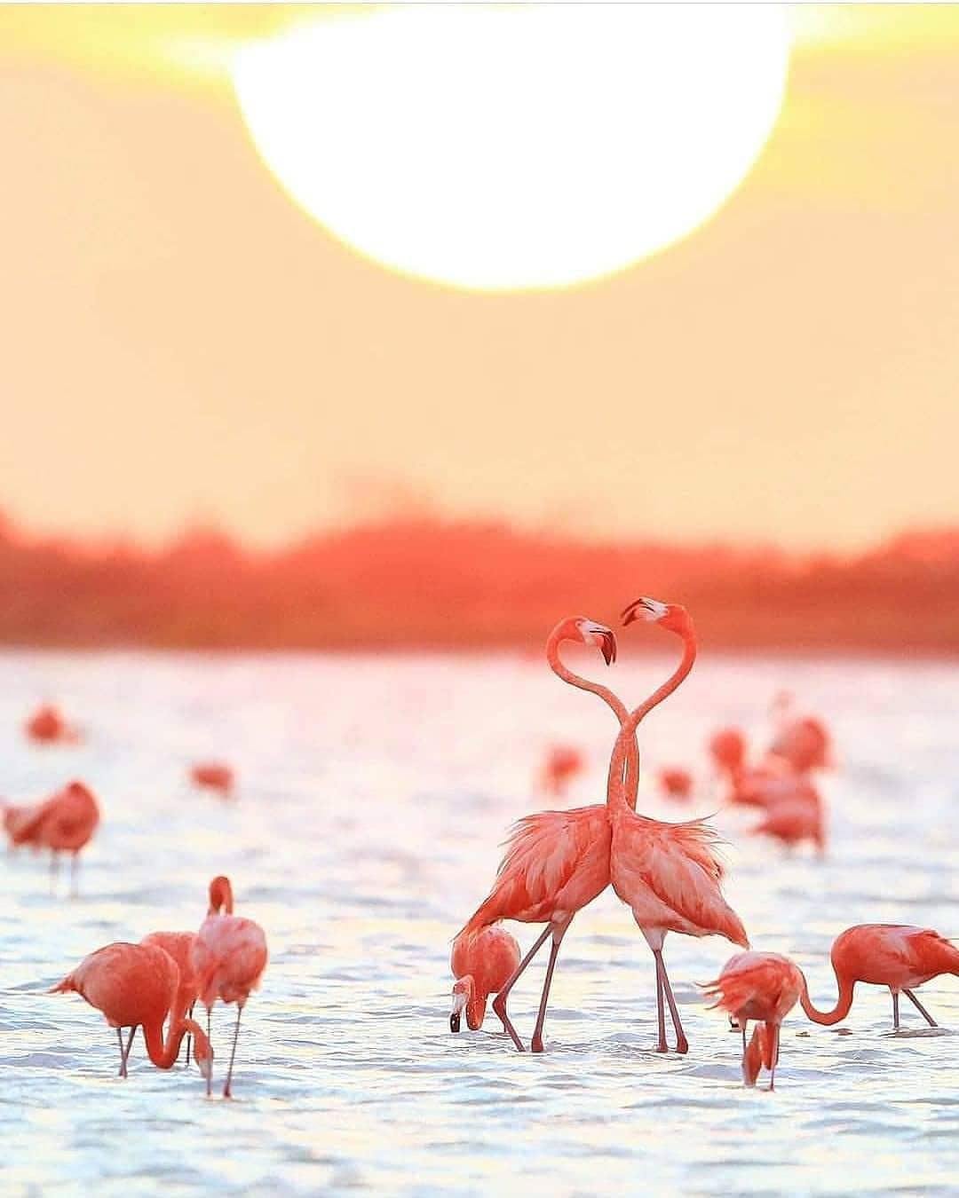 Tours Coloradas y Rio lagartos con Lancha y Cancunito