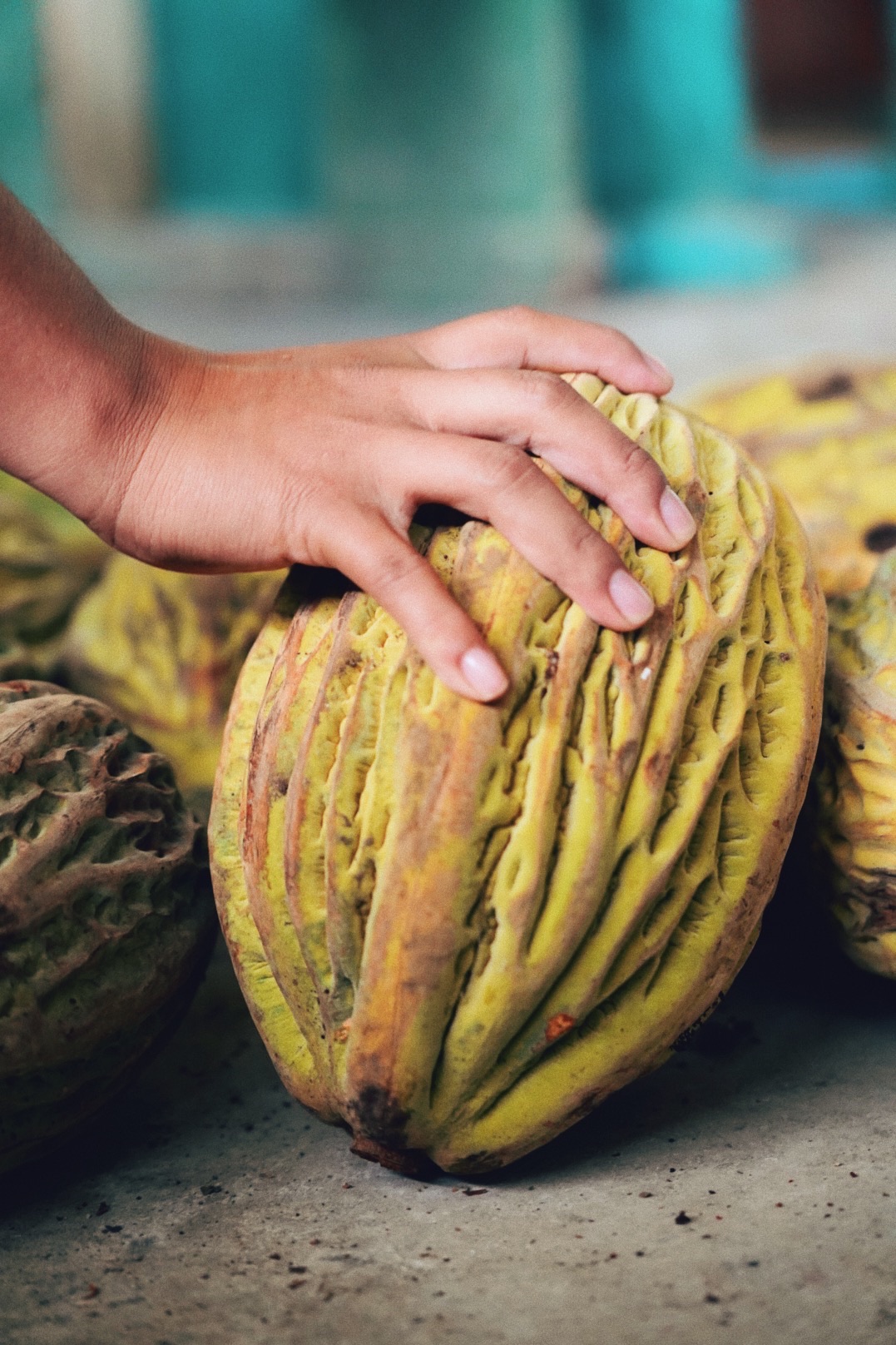 Macambo Festive Season Pack (50g)