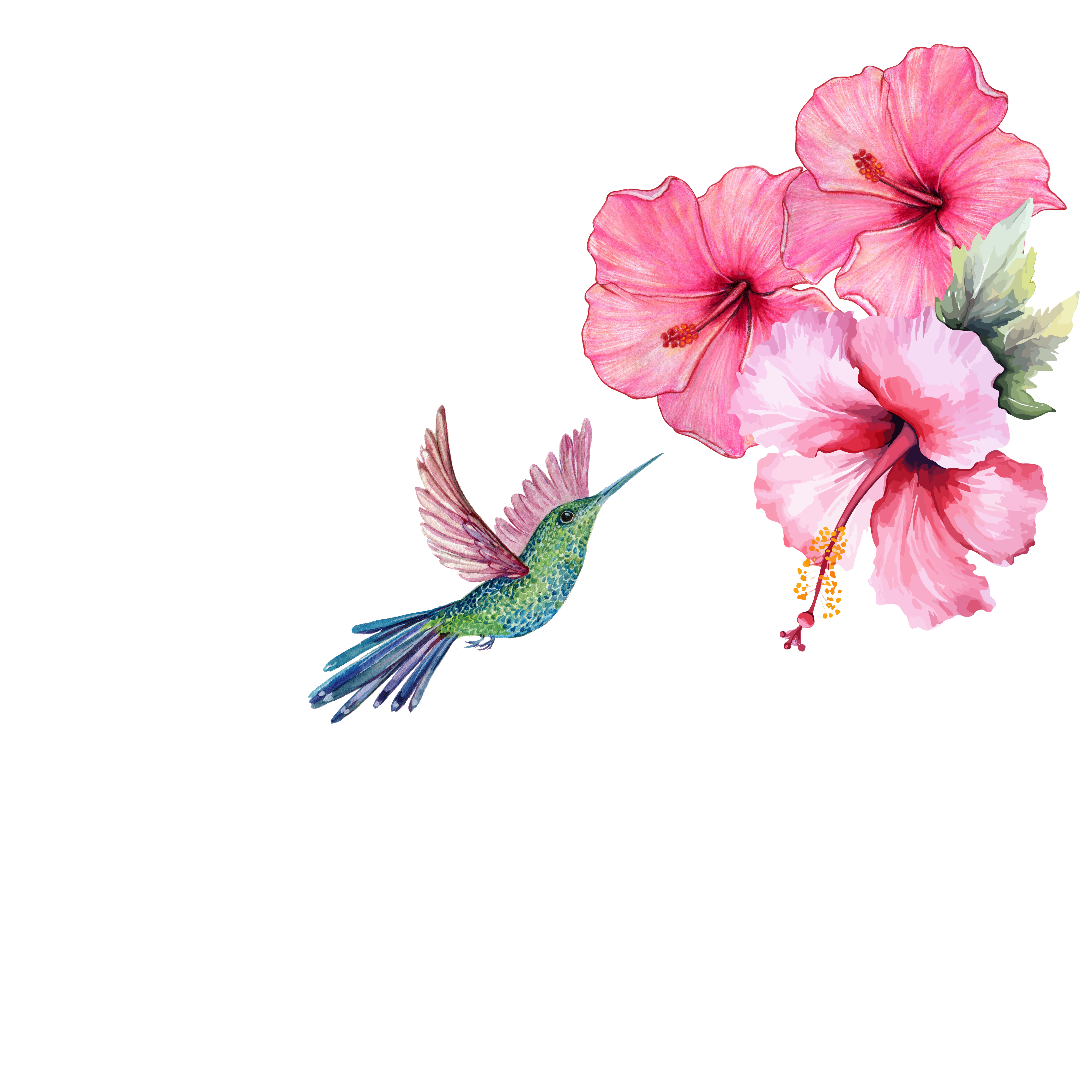Hummingbird and Hibiscus Gift Card
