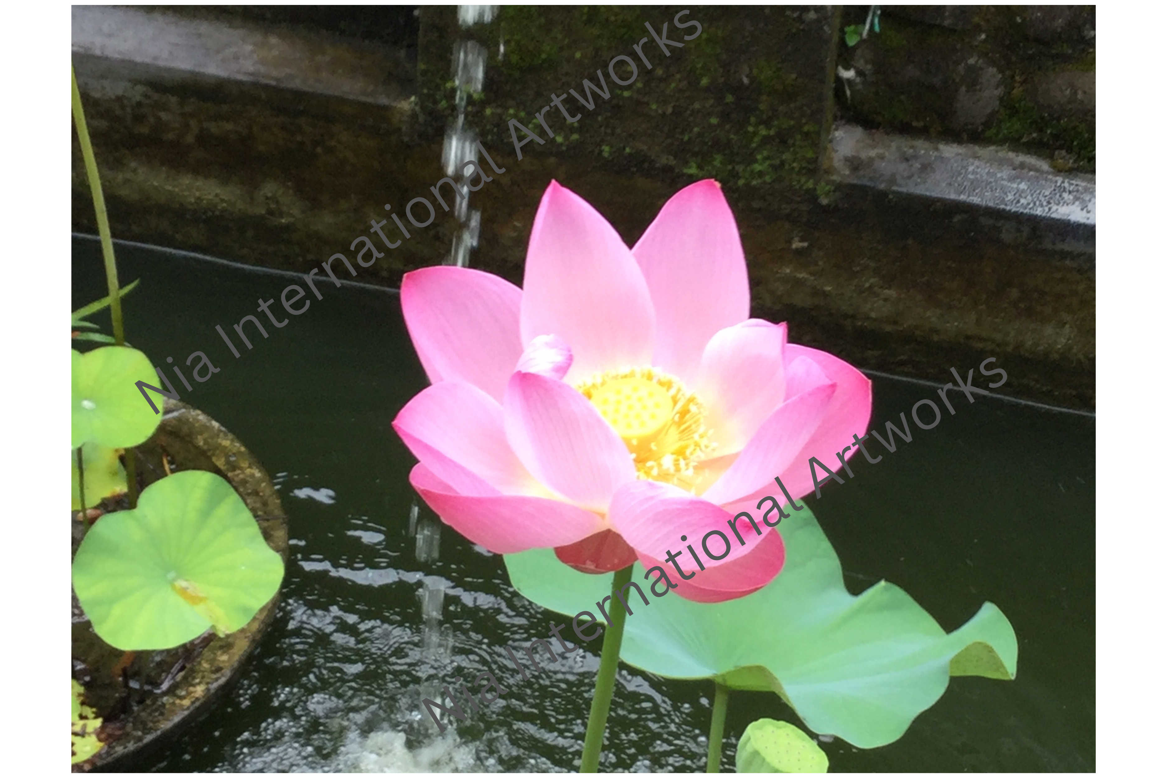 Pink Lotus Flower Digital Photo