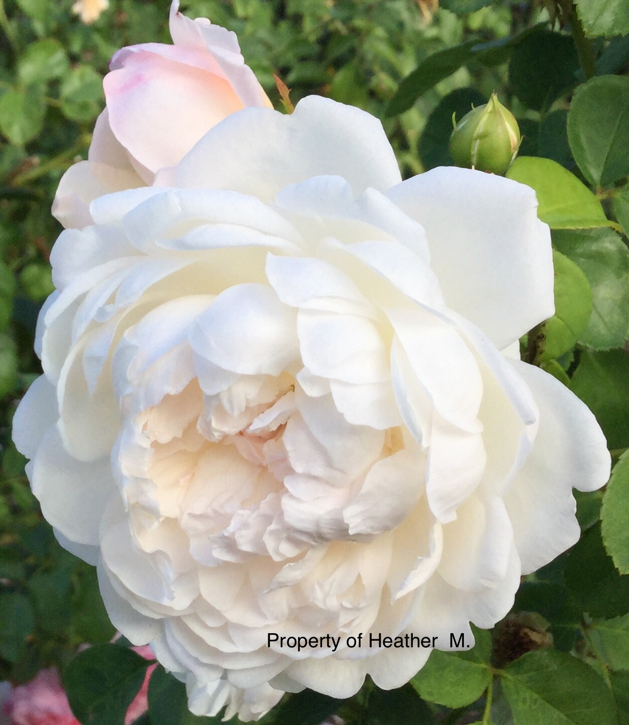 Rose Flower with pink highlights Digital Photo