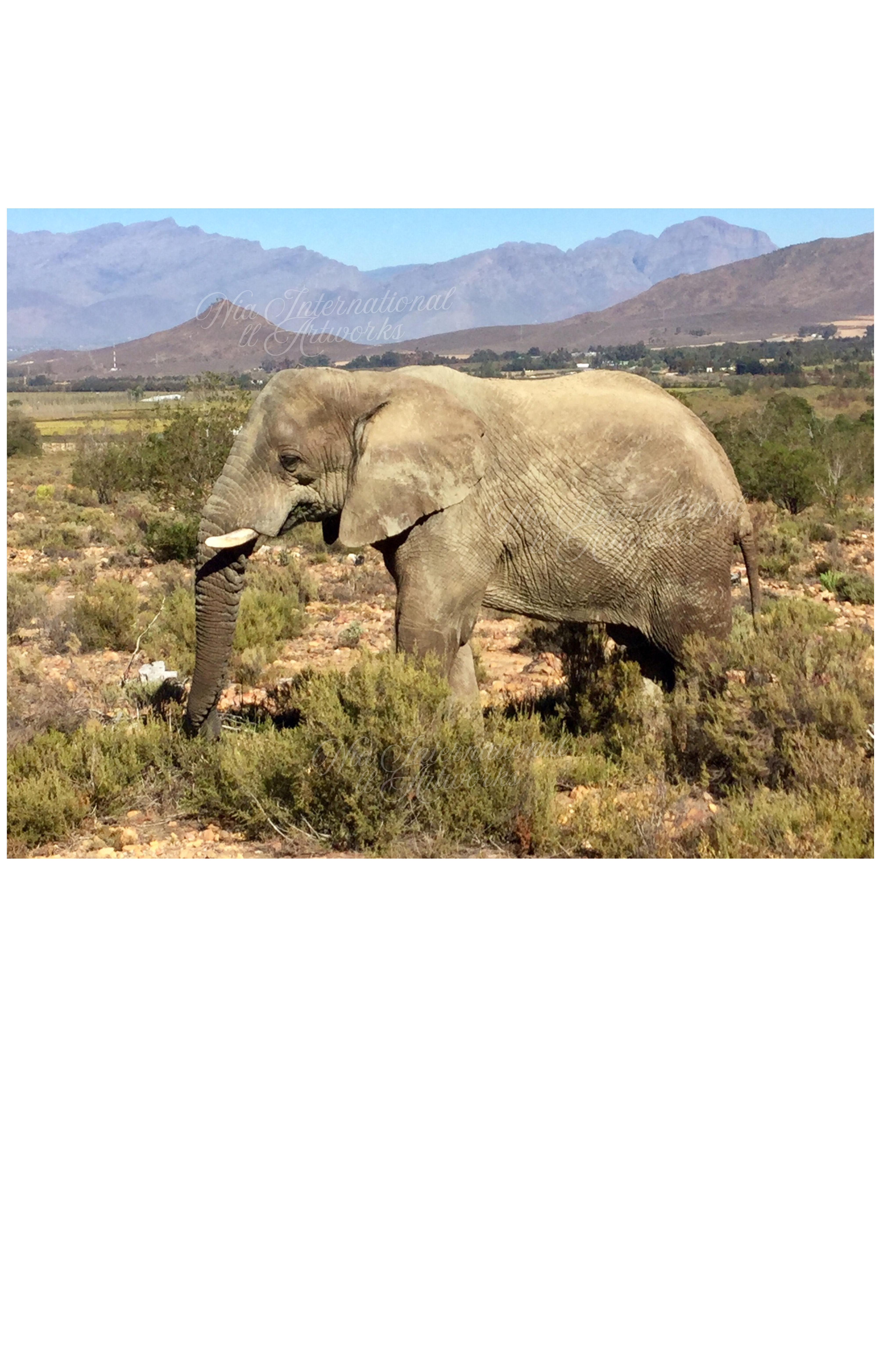 Elephant Digital Photo