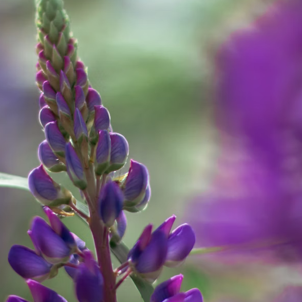 Lupine Patron