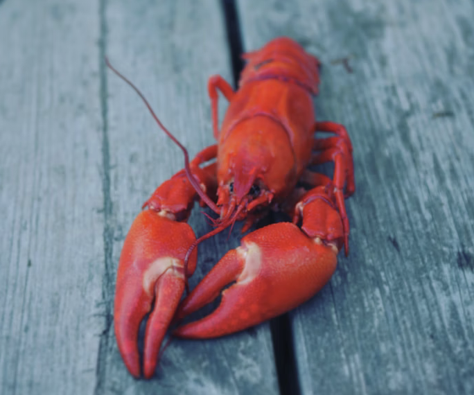 "Lobstah" Patron