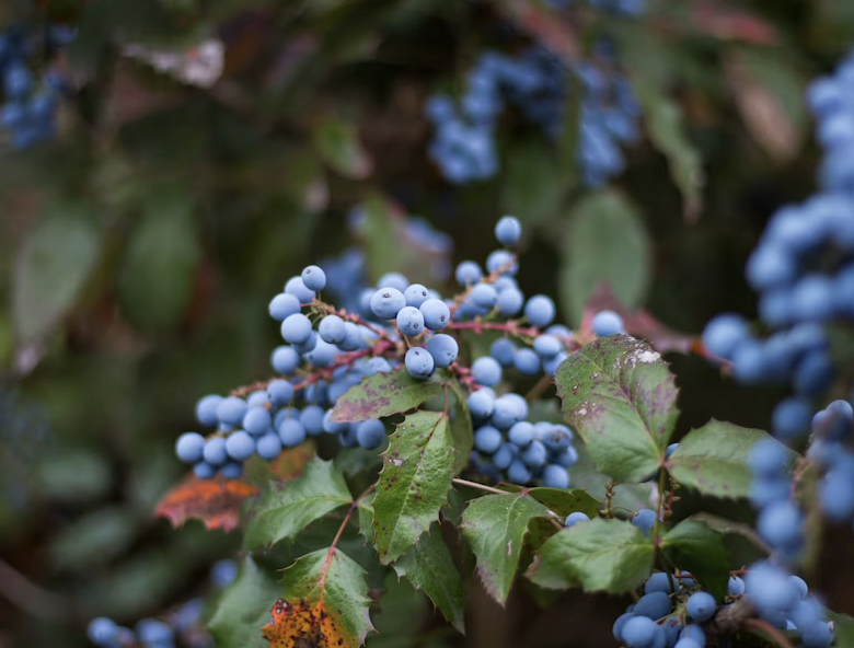 Wild Blueberry Patron