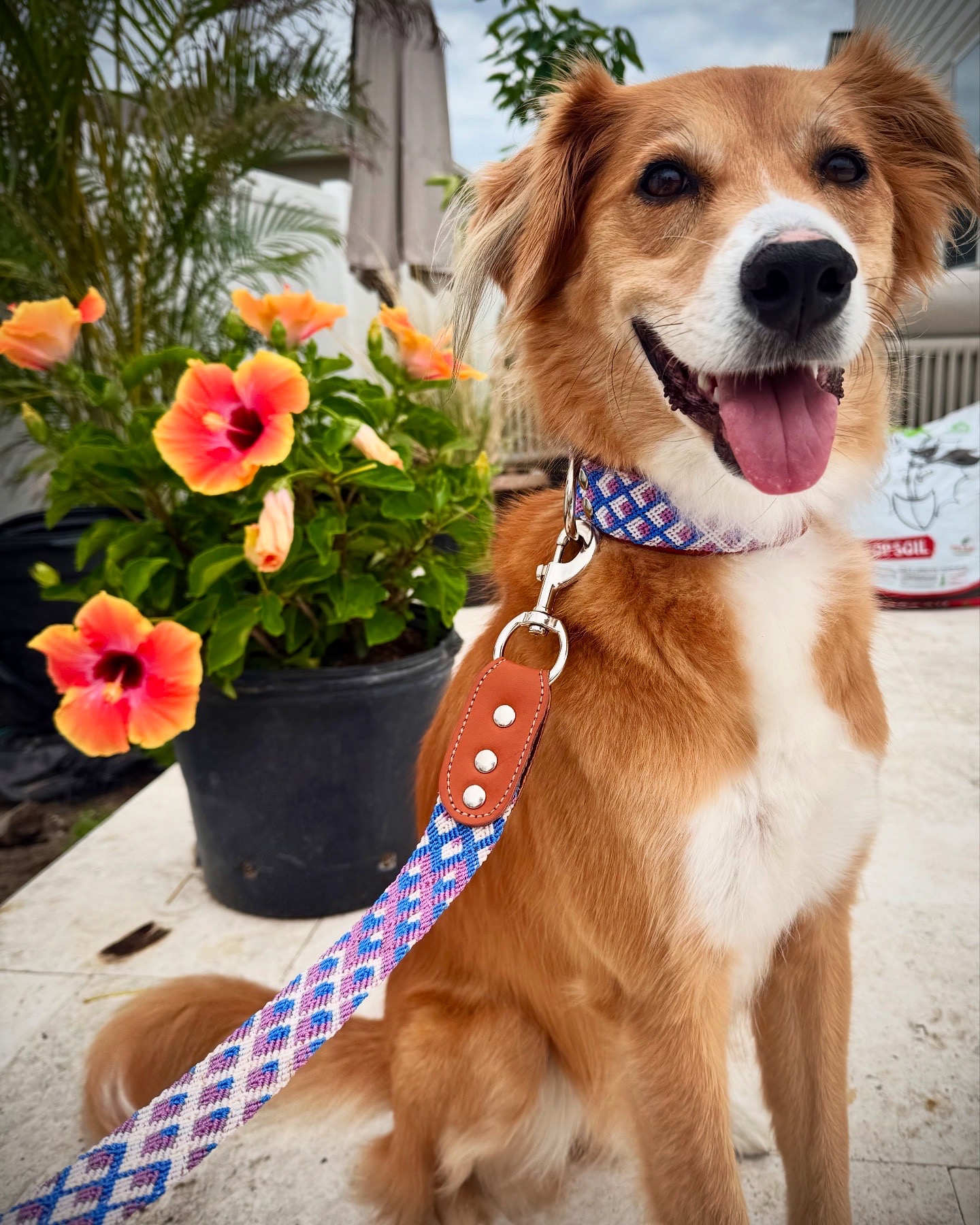 Tamarindo Leash