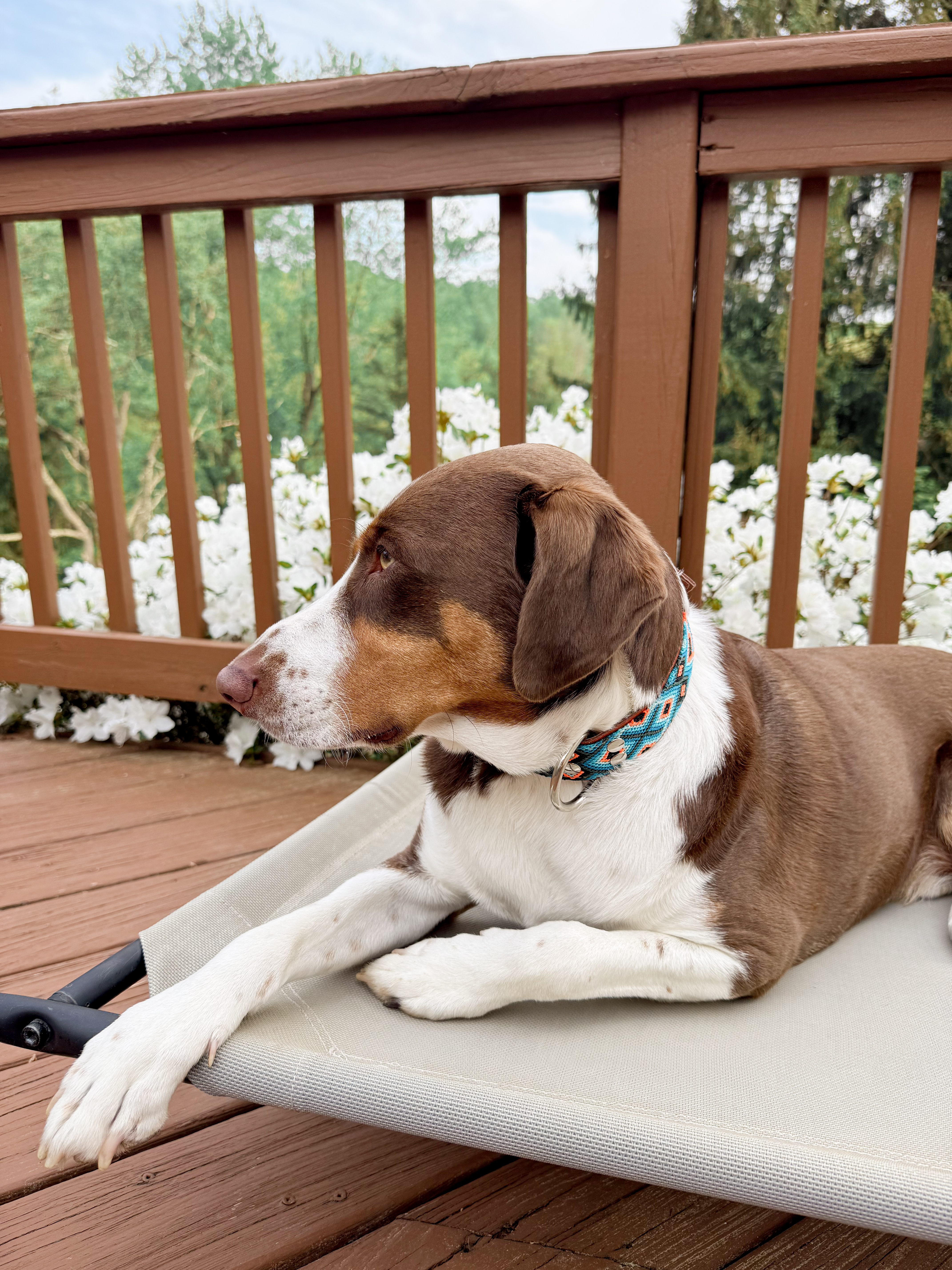 Ziggy Collar