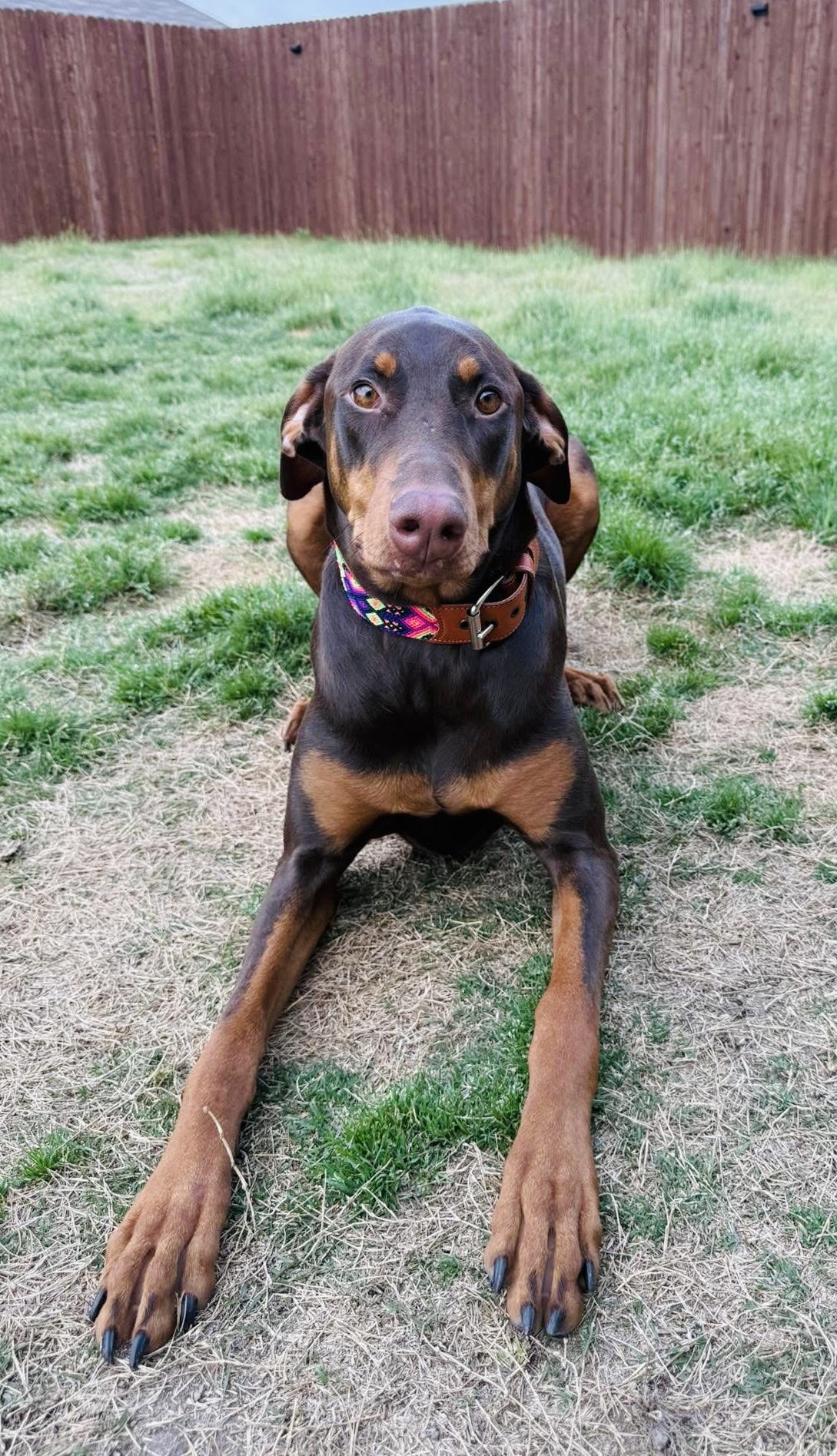 Lilly Collar
