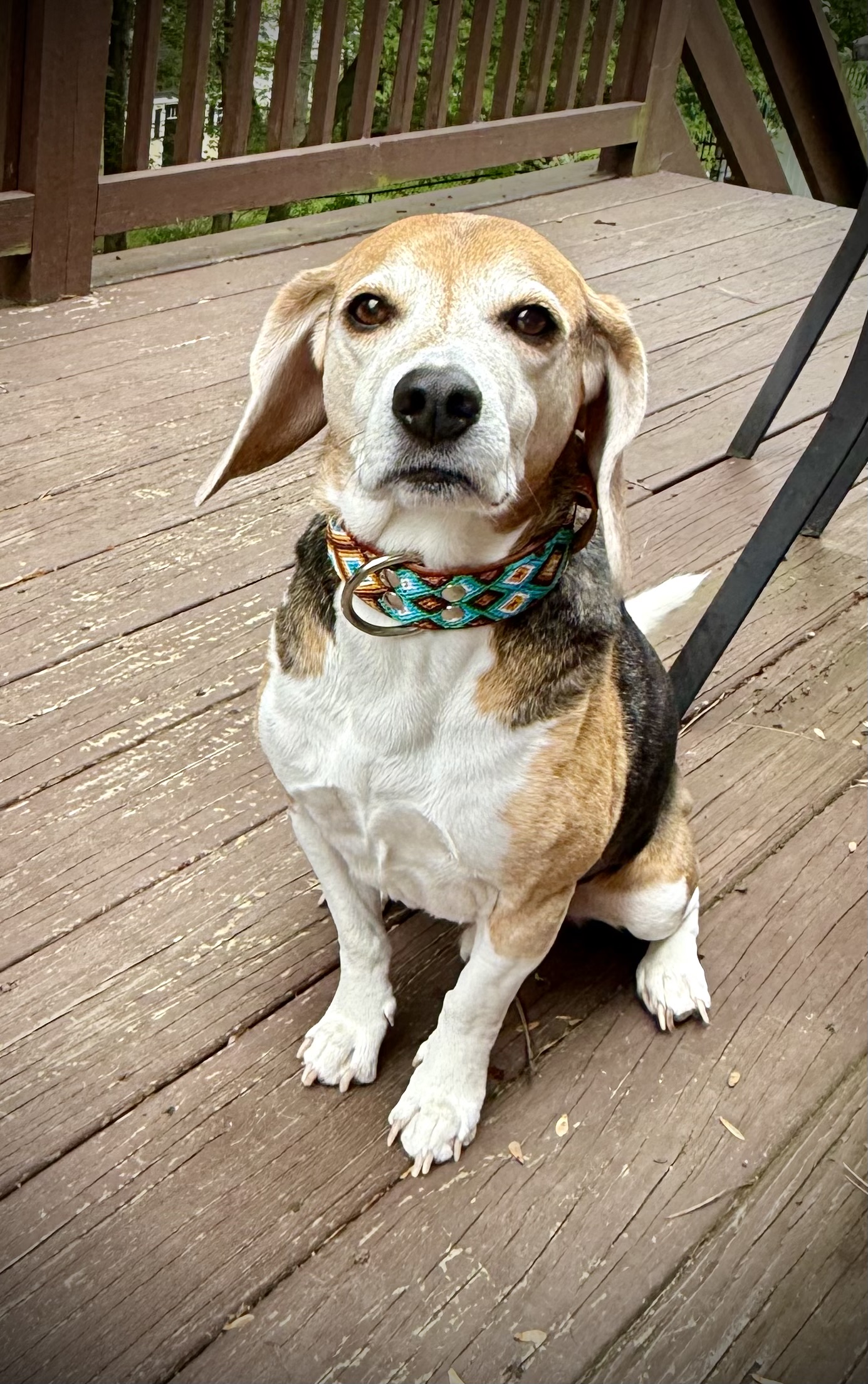 Bruin Collar