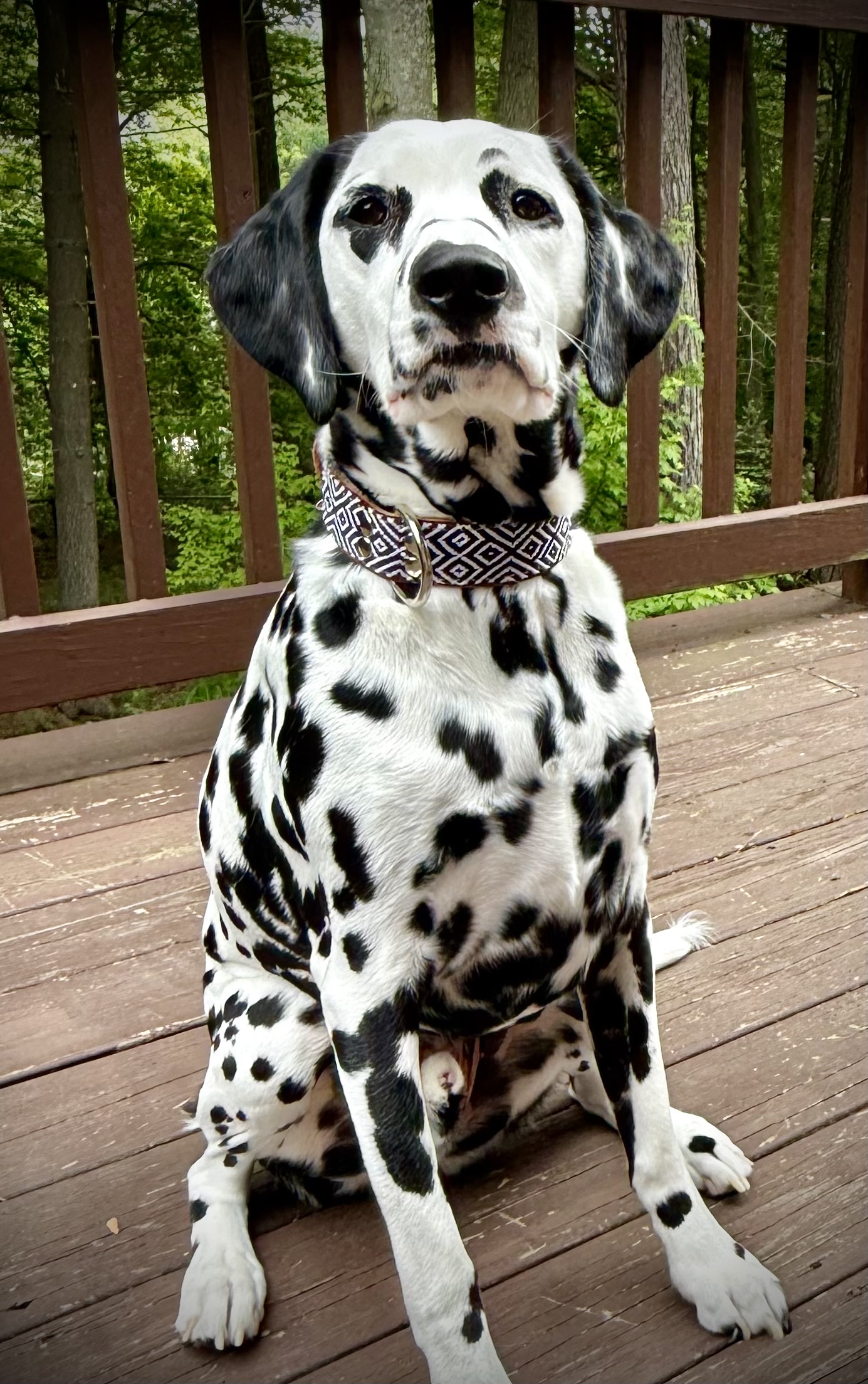 Moomba Collar