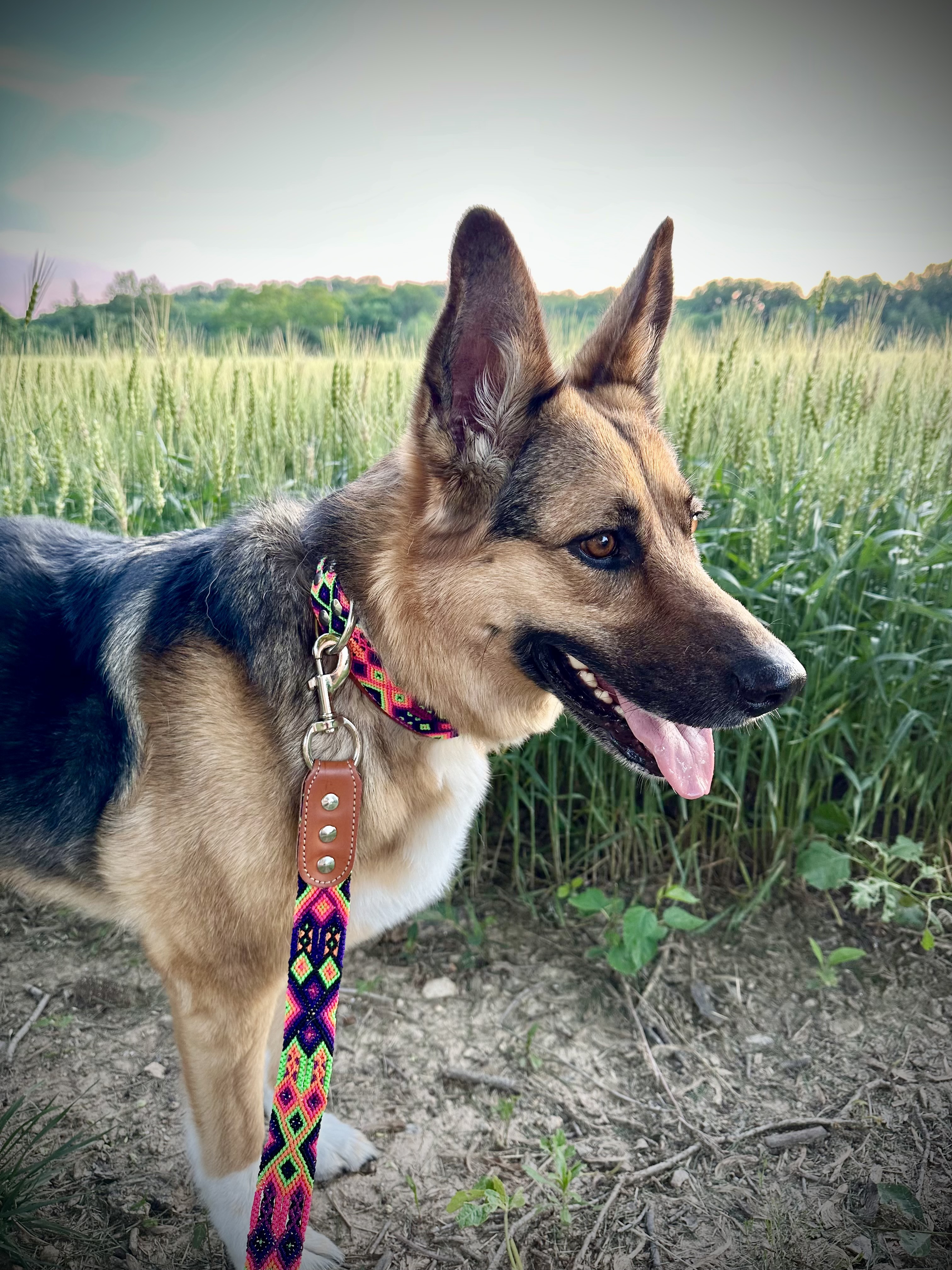 Lilly Leash