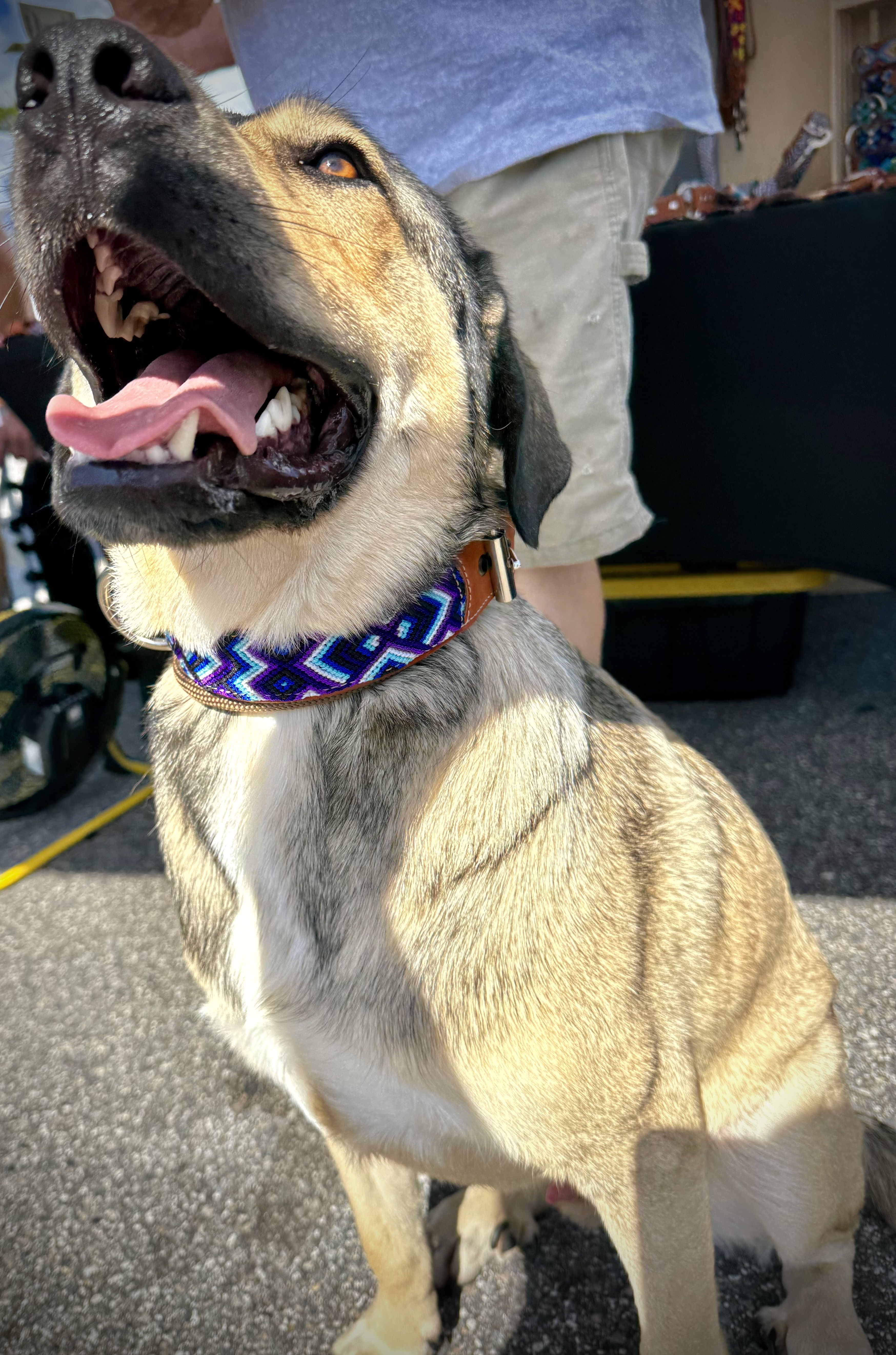 Lucy Collar