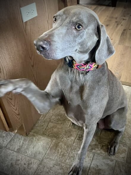 Retro Collar