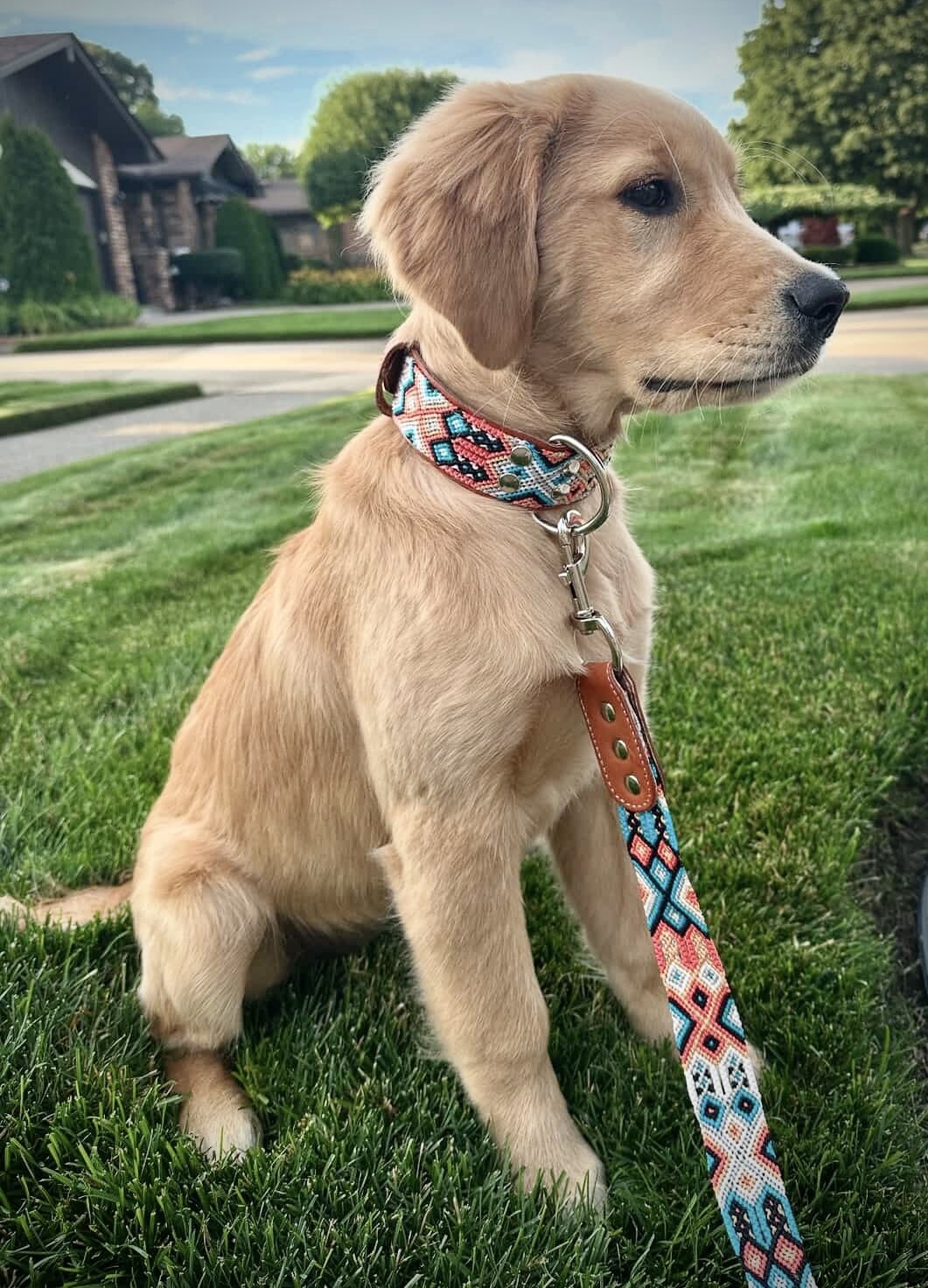 Duke Collar