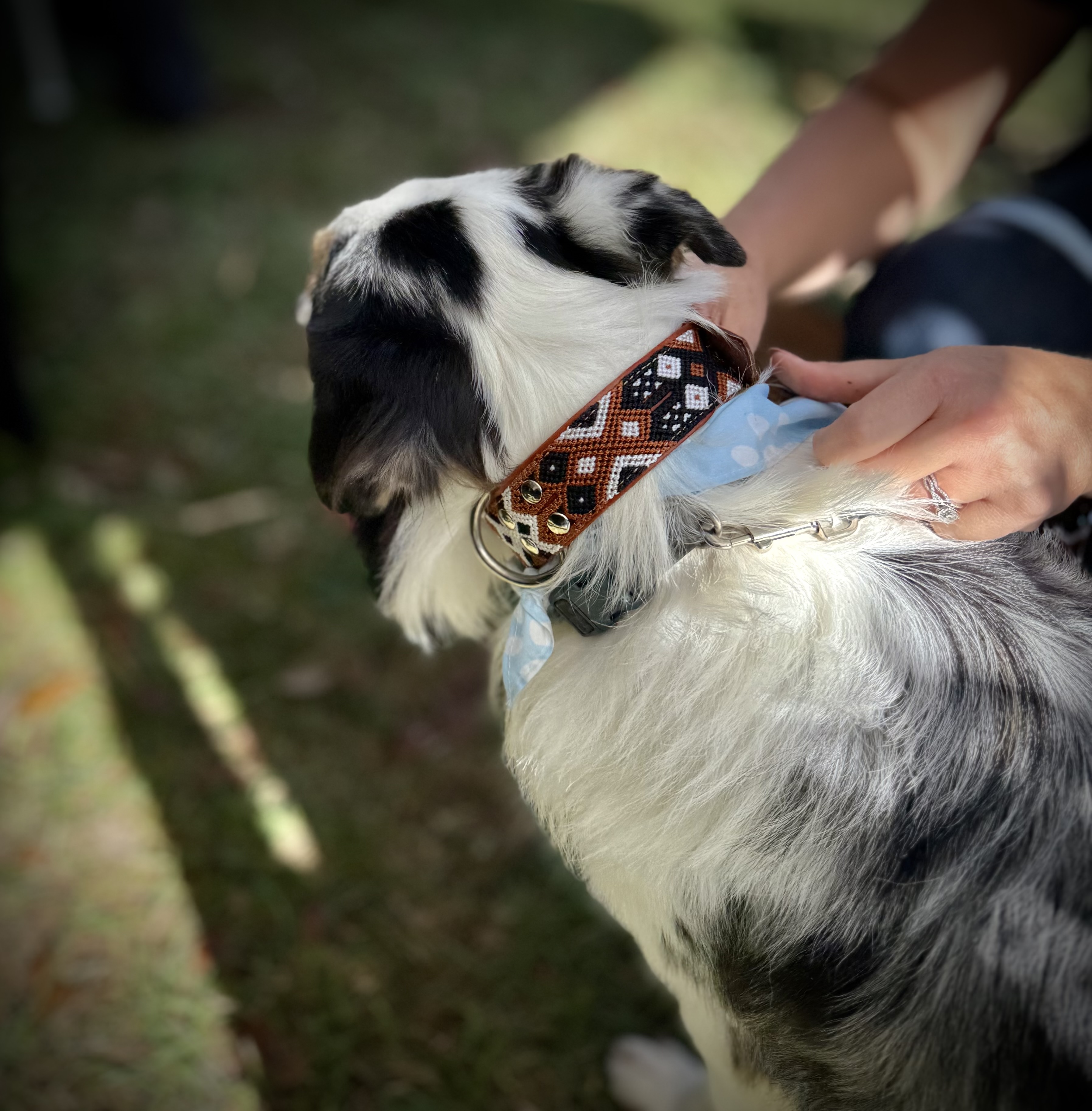Auggie Collar
