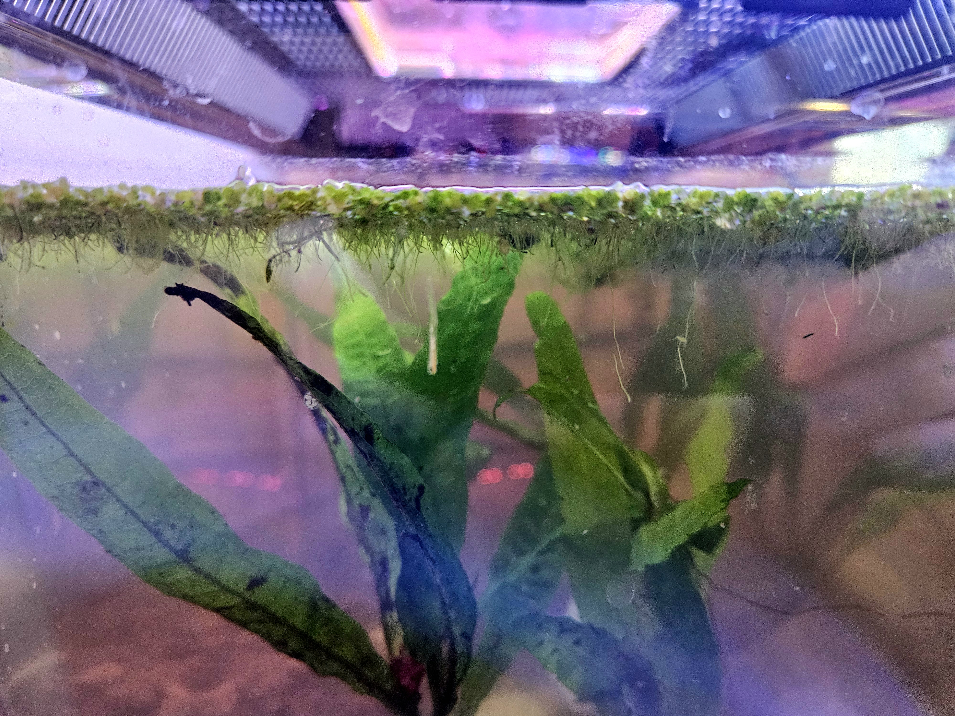 Duckweed Aquarium Plant