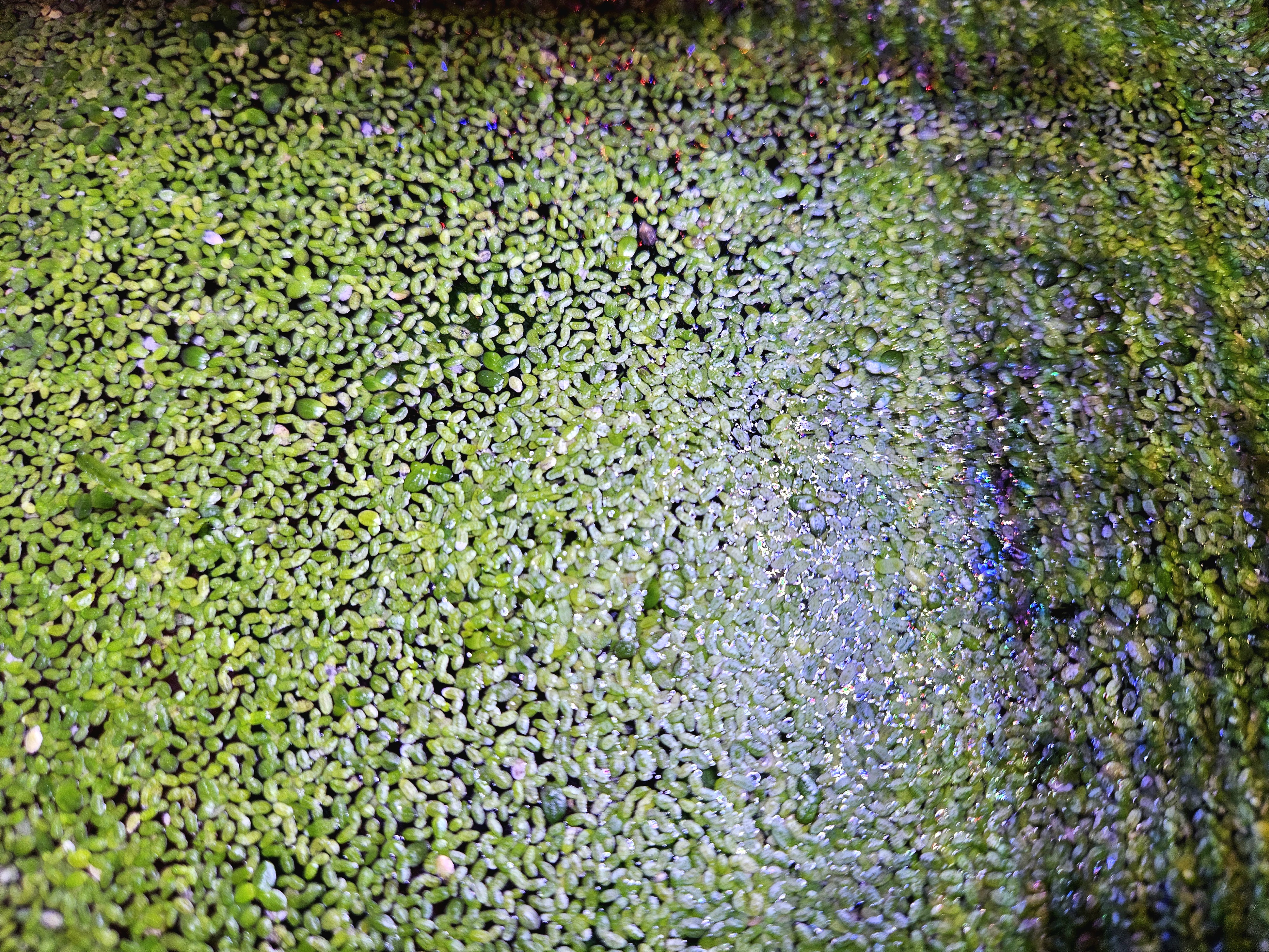 Duckweed Aquarium Plant