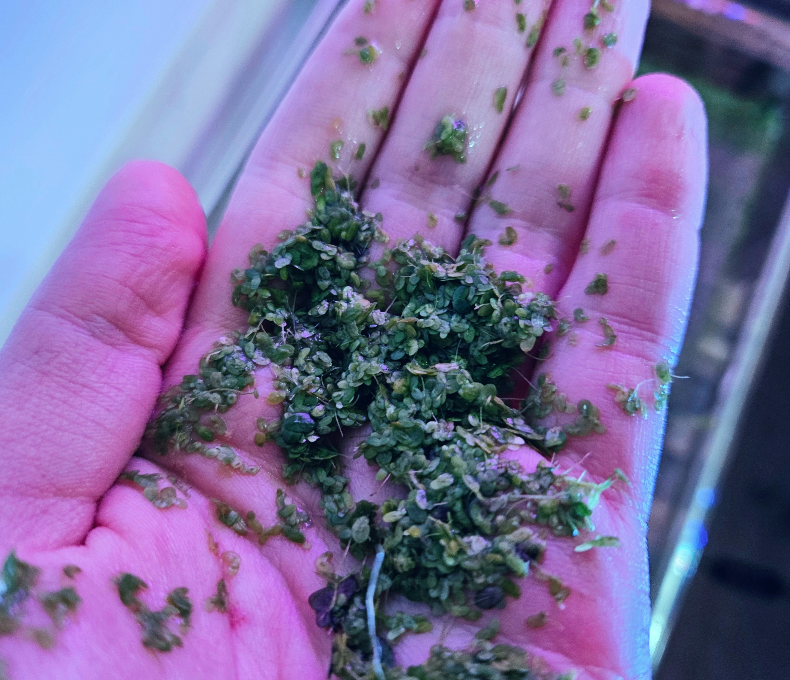 Duckweed Aquarium Plant