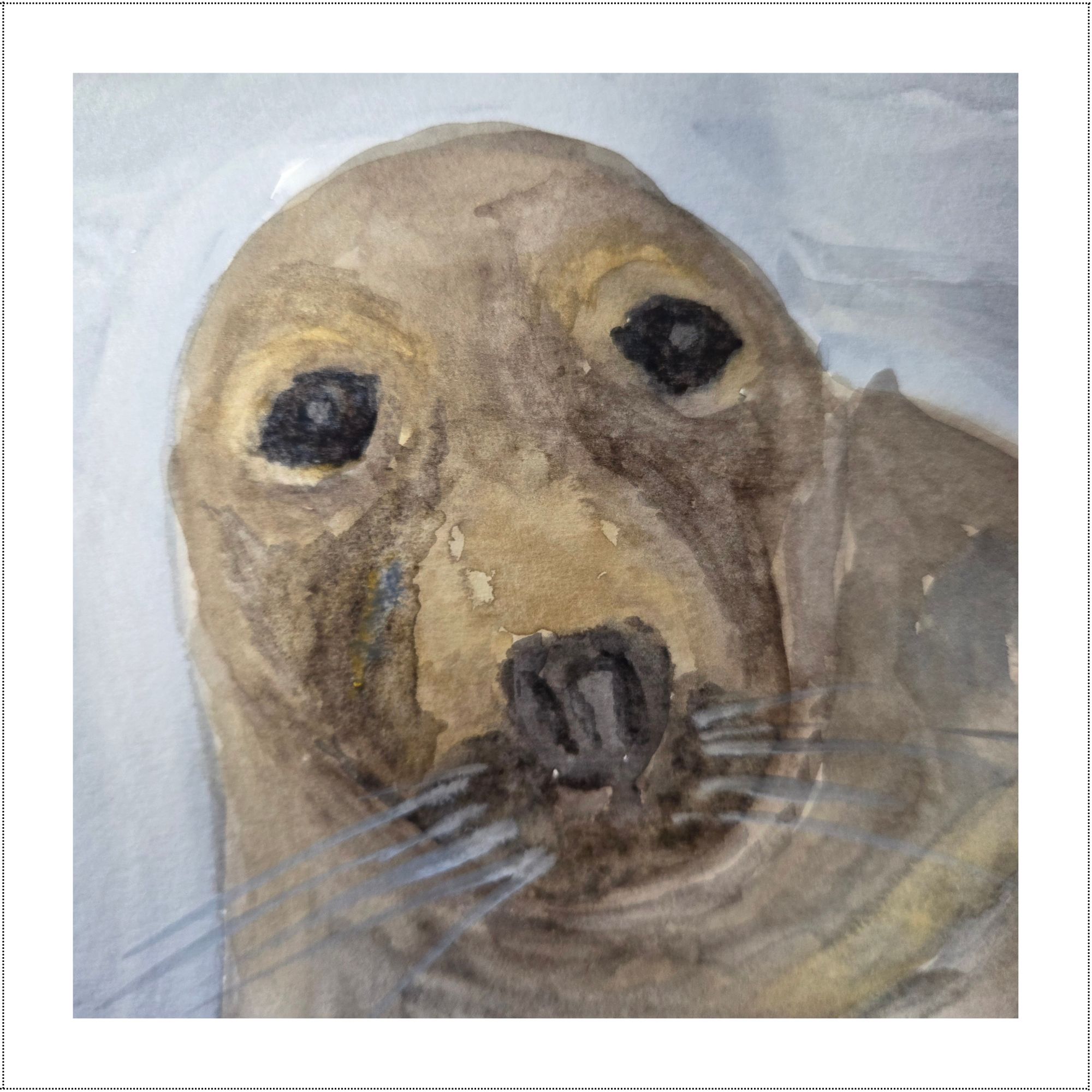 Cornish Grey Seal Print 