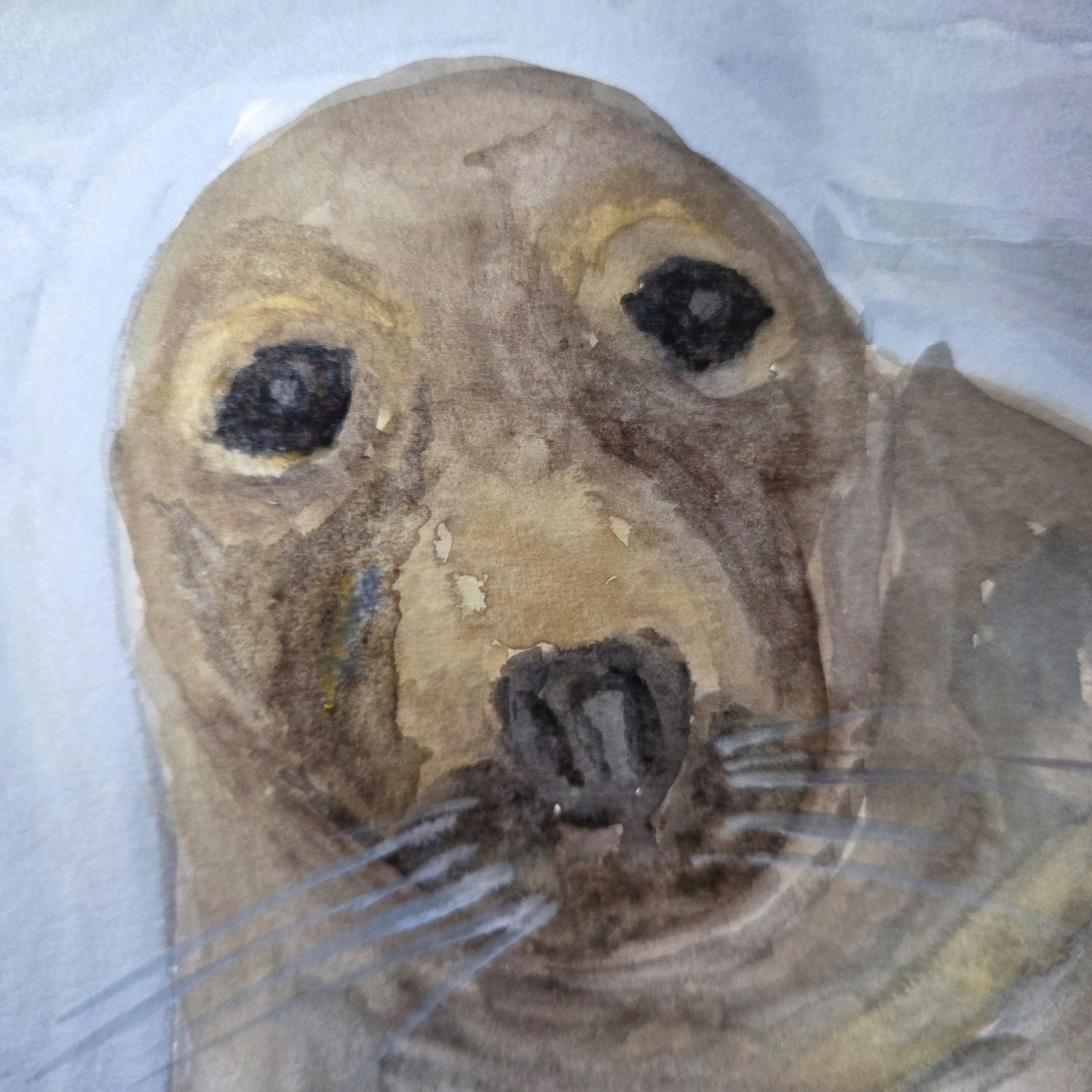 Cornish Grey Seal Greeting Card