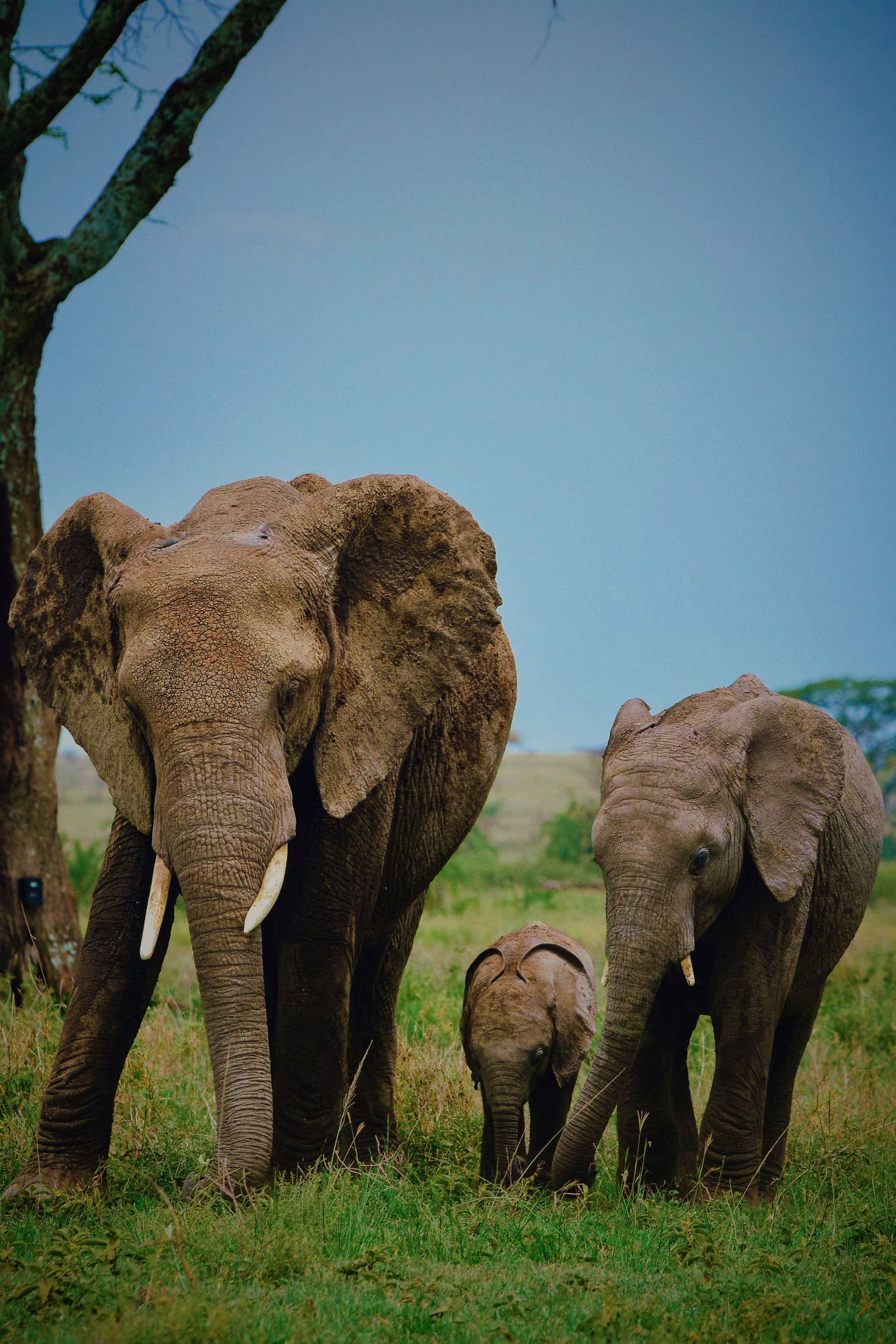 WILDLIFE DAY TRIP : TARANGIRE NATIONAL PARK
