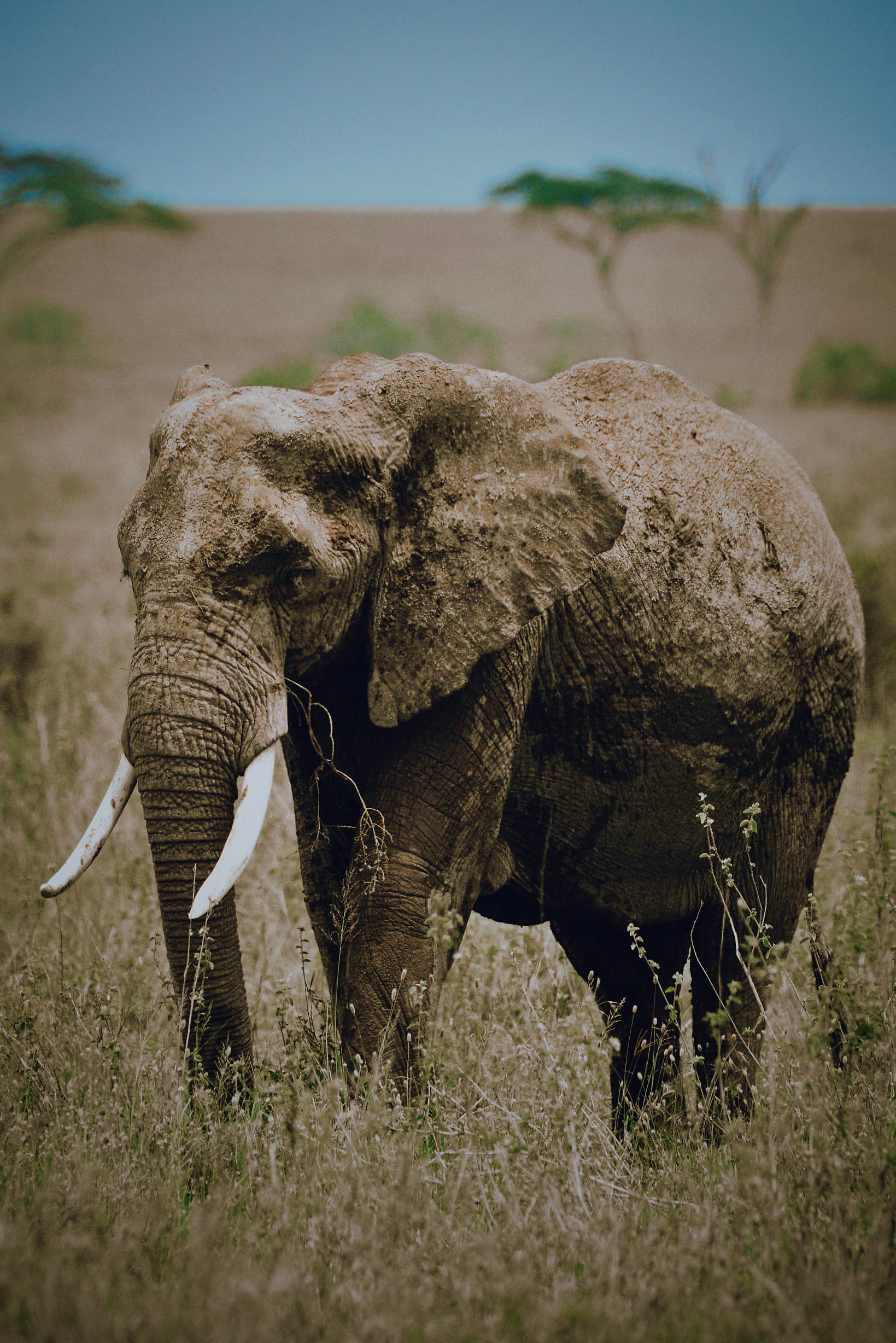 WILDLIFE DAY TRIP : TARANGIRE NATIONAL PARK