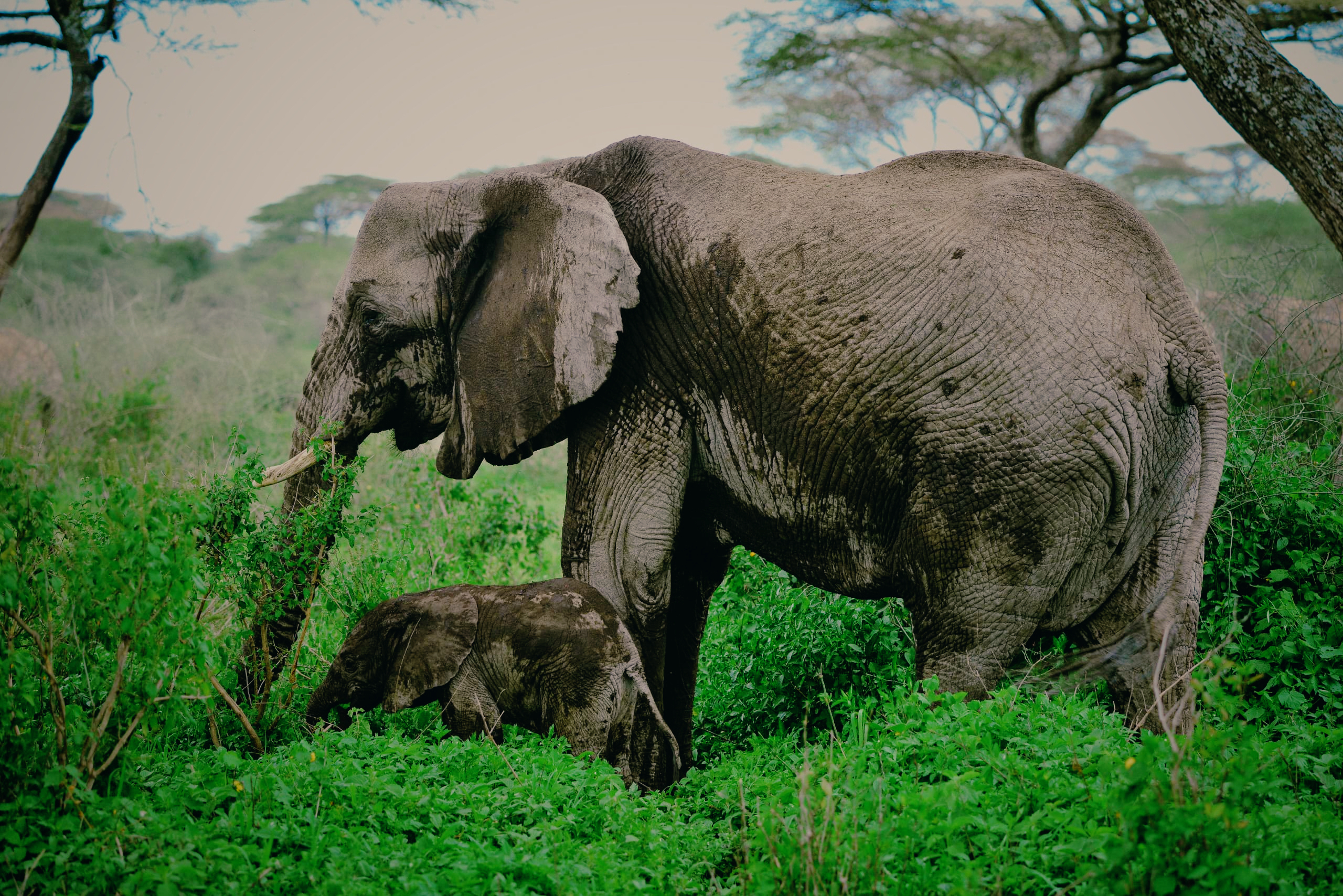 WILDLIFE DAY TRIP : TARANGIRE NATIONAL PARK