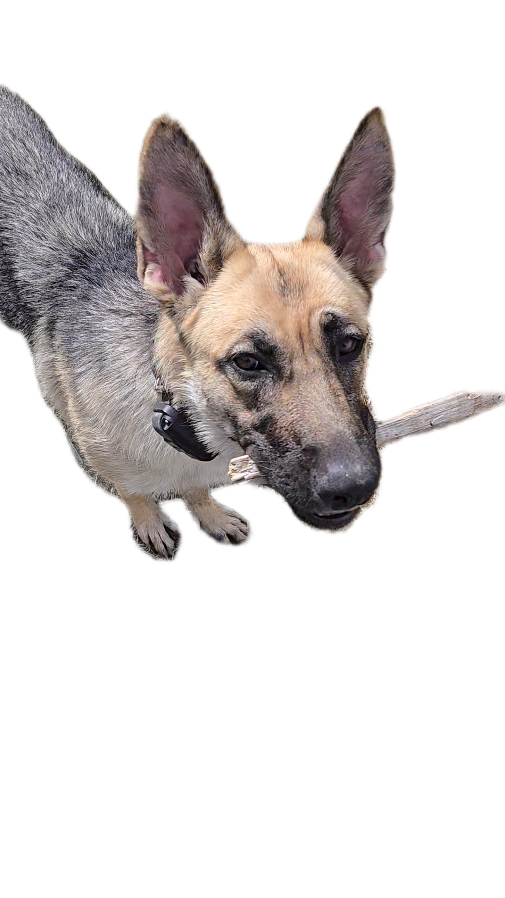 Paws That Assist Ceramic Coaster 