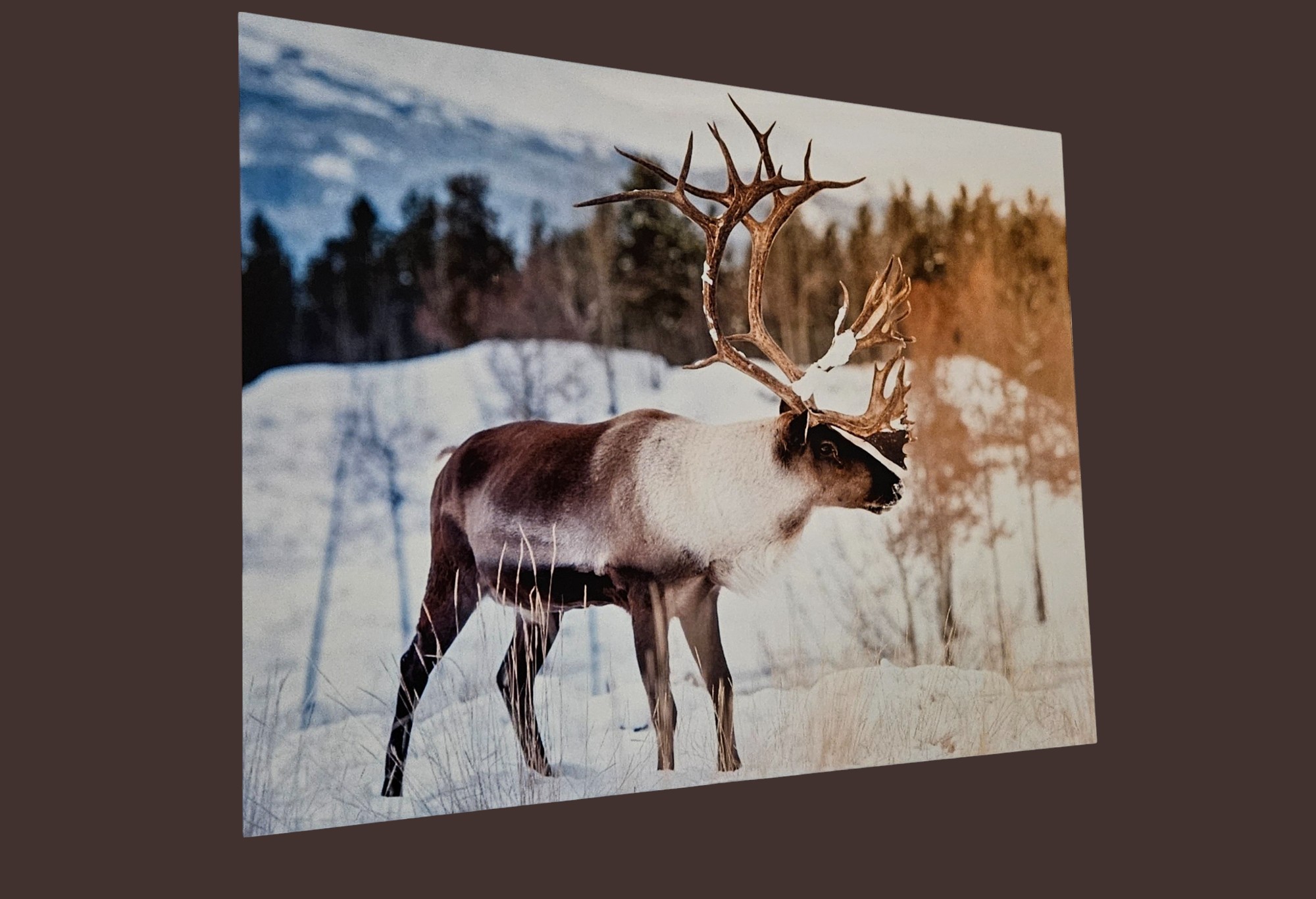 Metal Print of a Majestic Reindeer