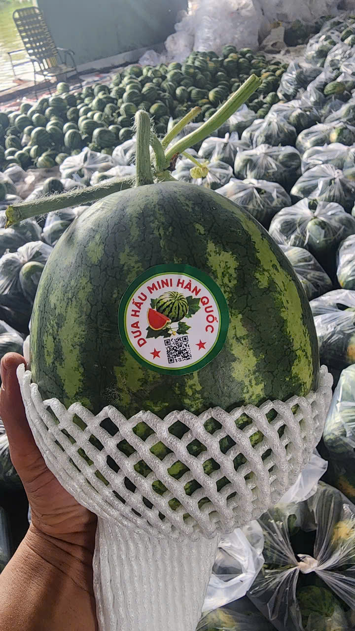 Mini Korean Watermelon