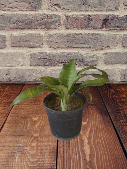 Explore Our Gardening Essentials