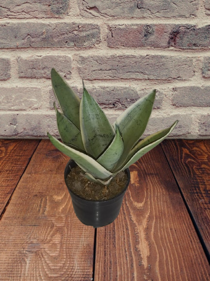 Explore Our Gardening Essentials